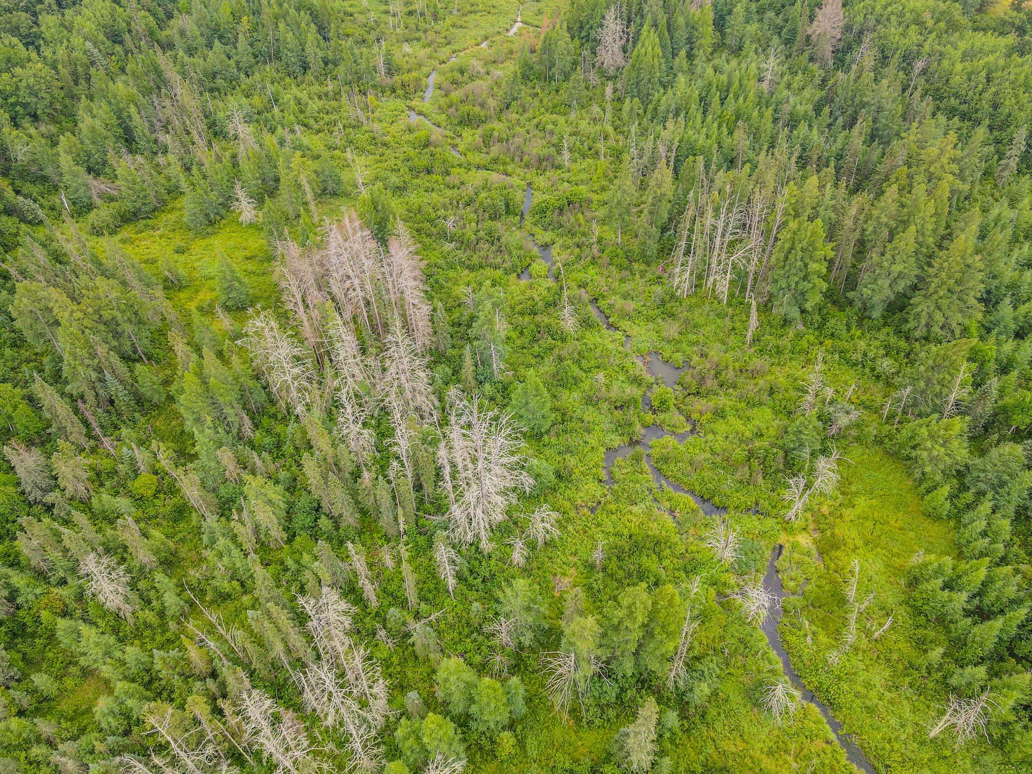 land for sale at TBD 285th Street in Osage, MN (photo 19 of 24)