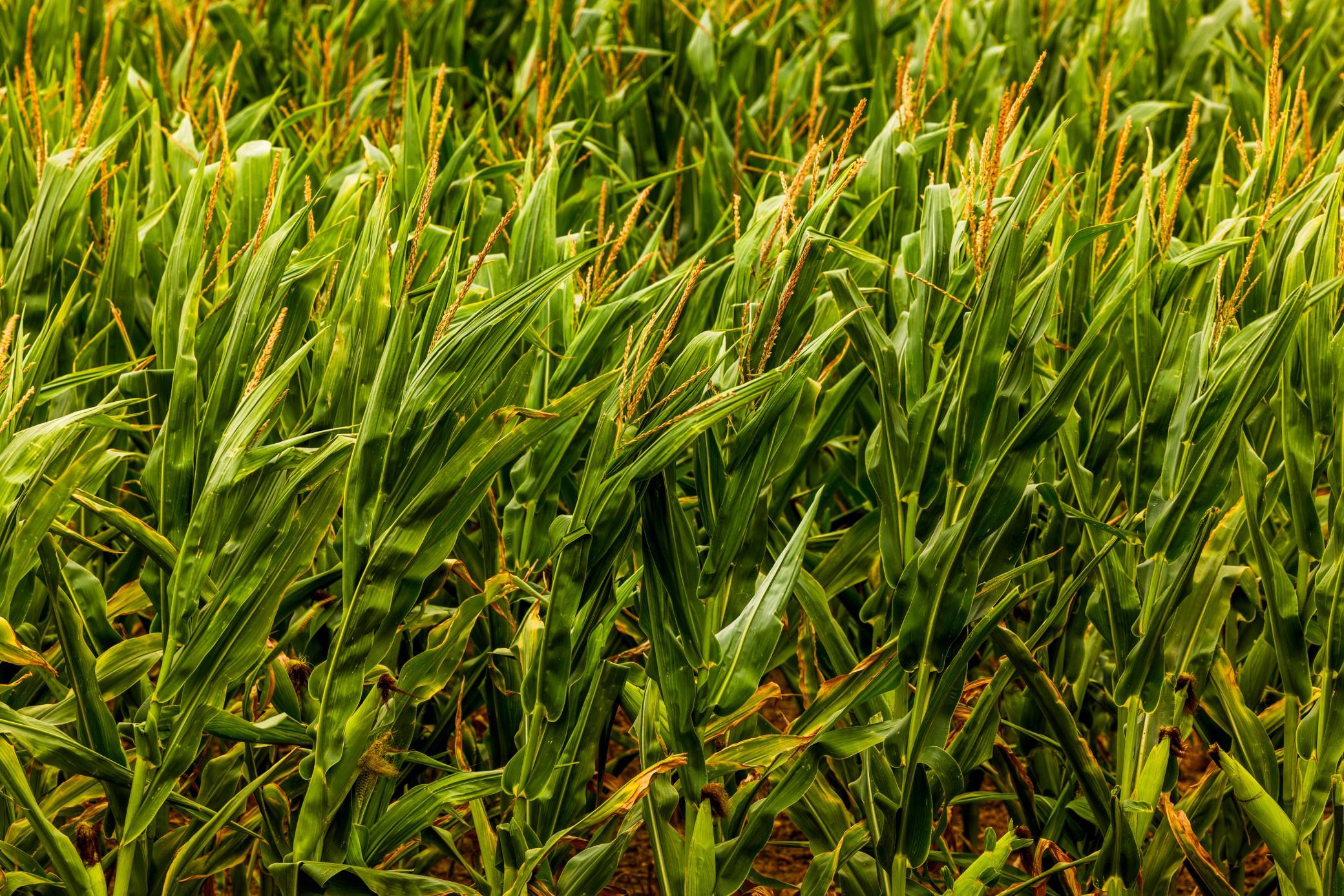 TBD Sec 26 30 St Se Lot 3, North Lemmon ND 58639 - Photo 12 of 39