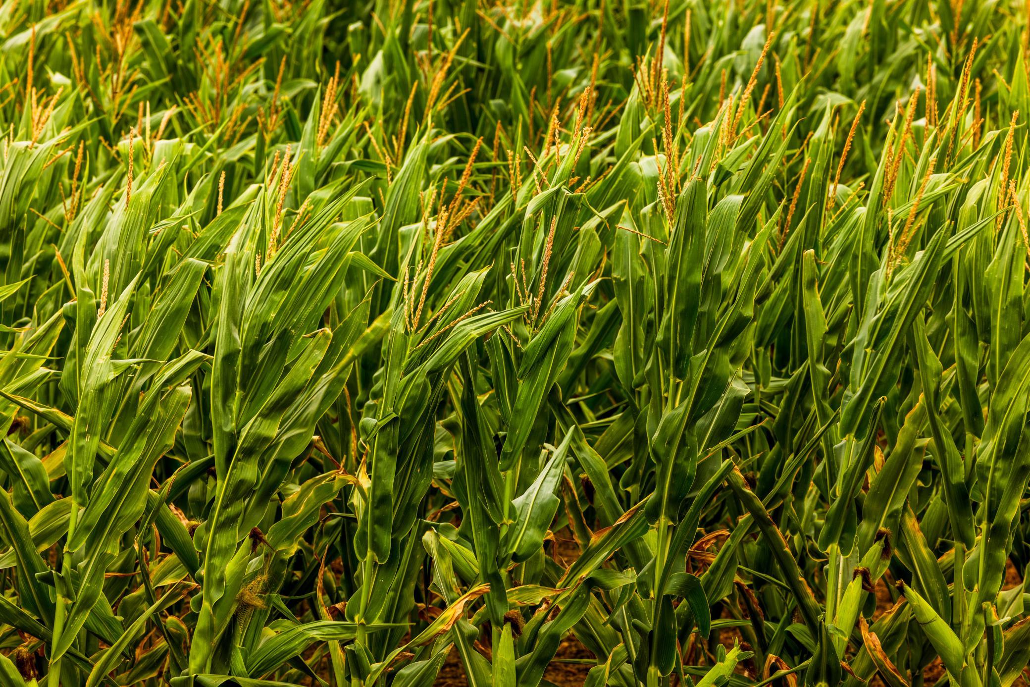 TBD Sec 26 30 St Se Lot 3, North Lemmon ND 58639 - Photo 13 of 39