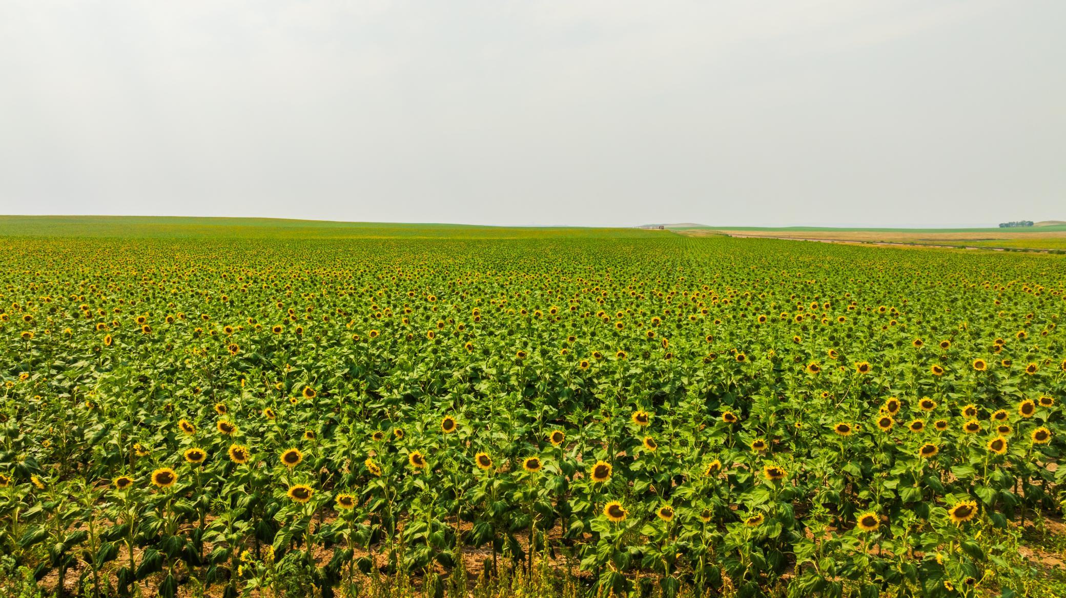 TBD Sec 35 31 St Se Lot 8, North Lemmon ND 58639 - Photo 7 of 34