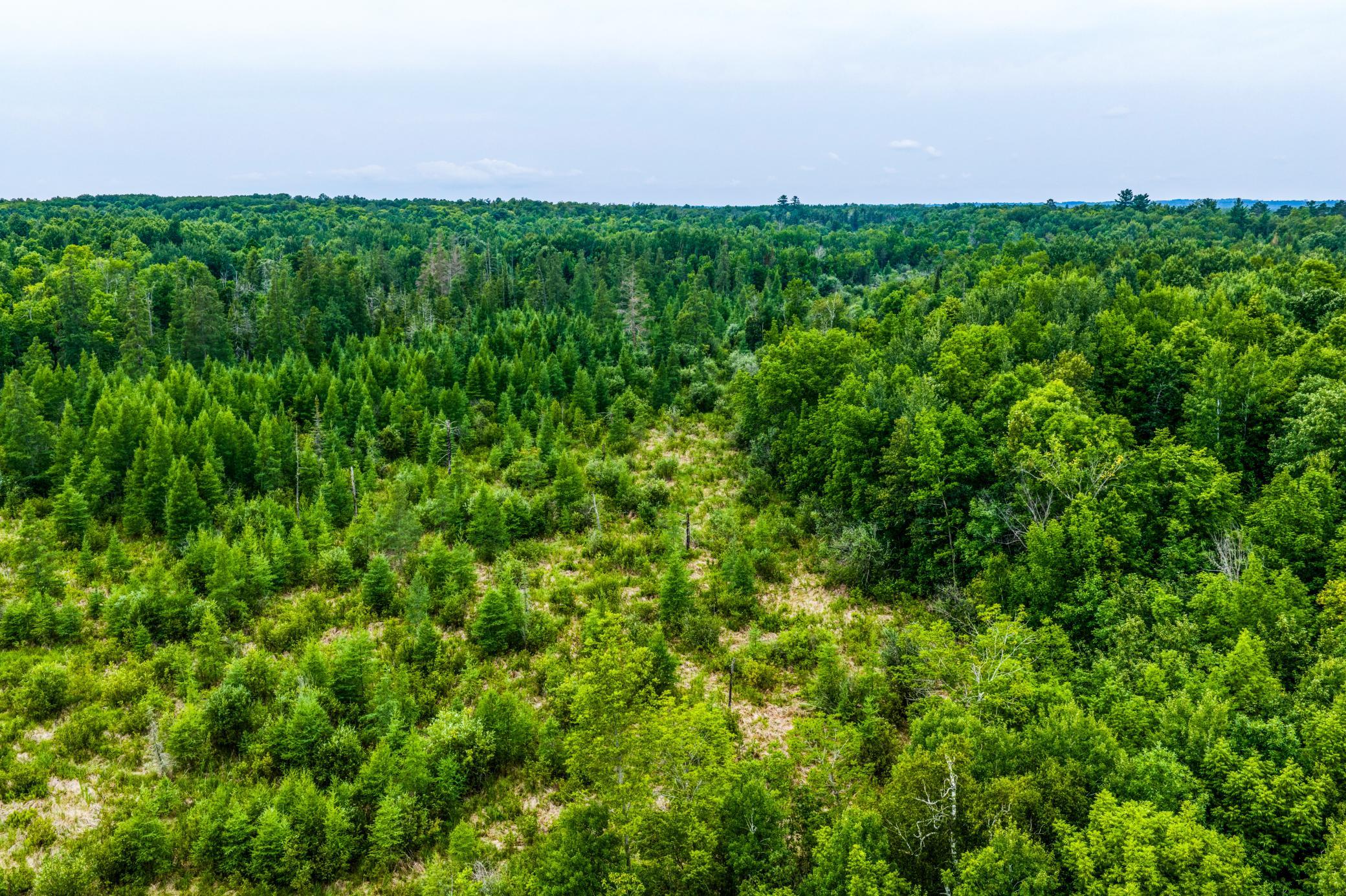 land for sale at TBD Scenic Highway in Pennington, MN (photo 11 of 18)