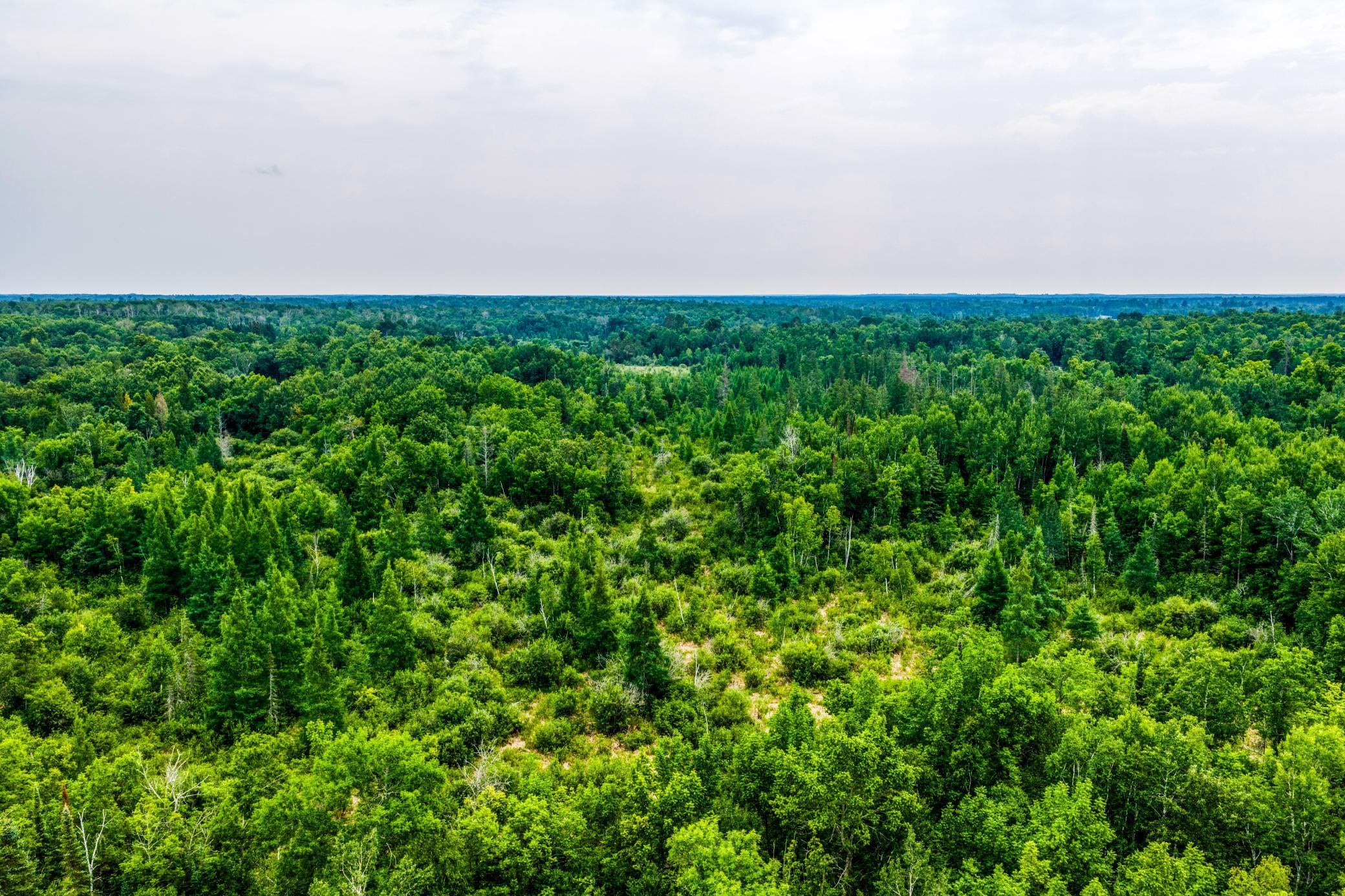 land for sale at TBD Scenic Highway in Pennington, MN (photo 15 of 18)