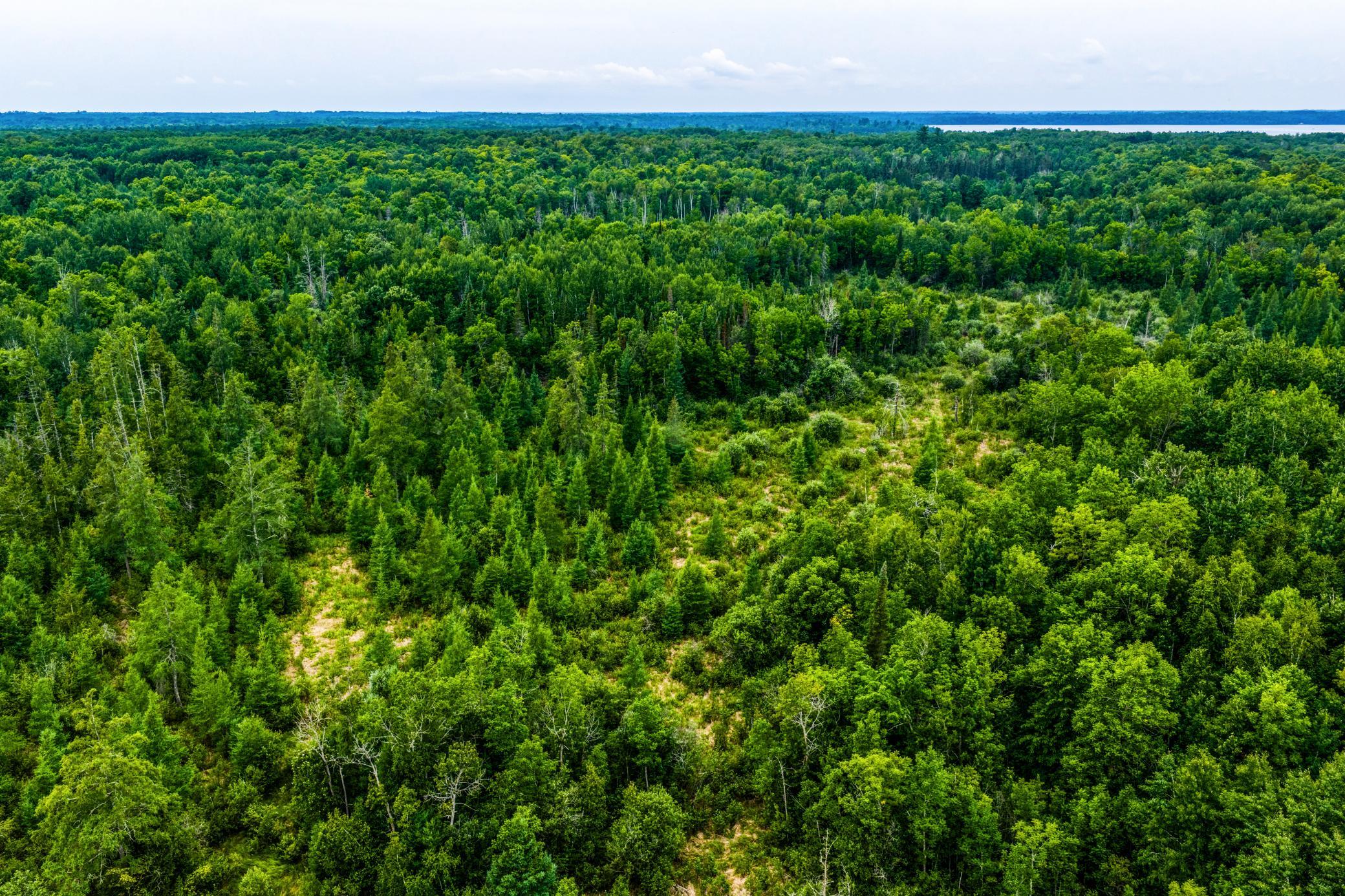 land for sale at TBD Scenic Highway in Pennington, MN (photo 7 of 18)