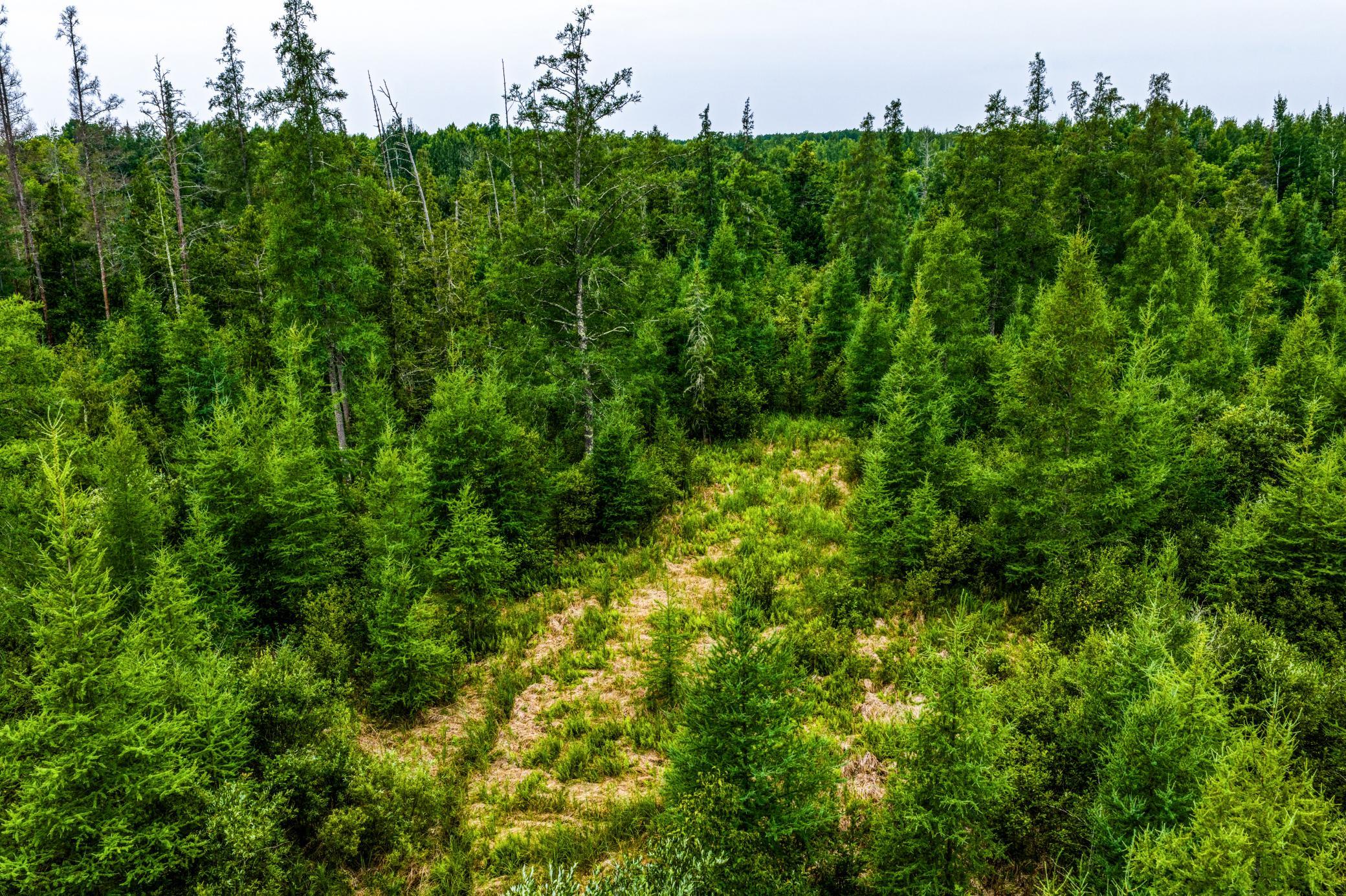 land for sale at TBD Scenic Highway in Pennington, MN (photo 8 of 18)