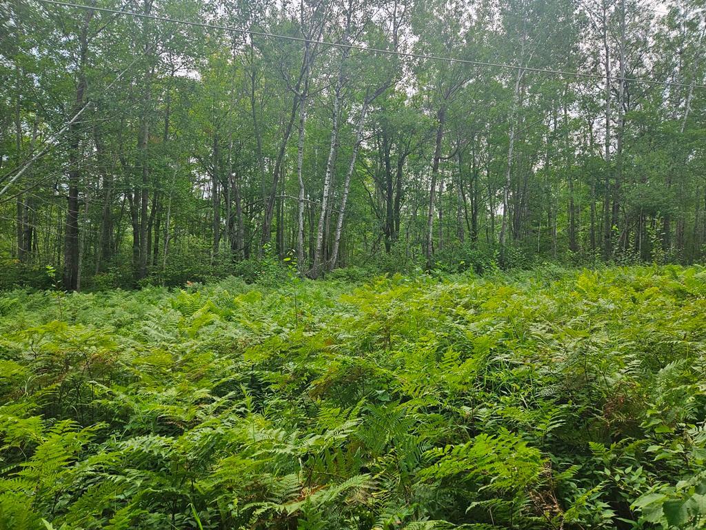 Lot 3 Blk 2 SW 1st Avenue, Grand Rapids MN 55744 - Photo 9 of 9