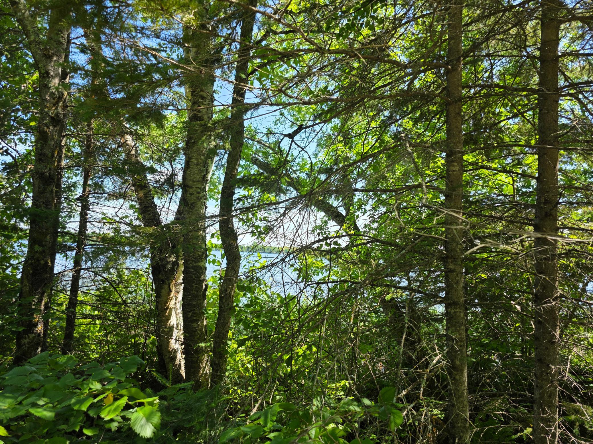 land for sale at TBD N Moose Lake Road NE in Pennington, MN (photo 11 of 19)
