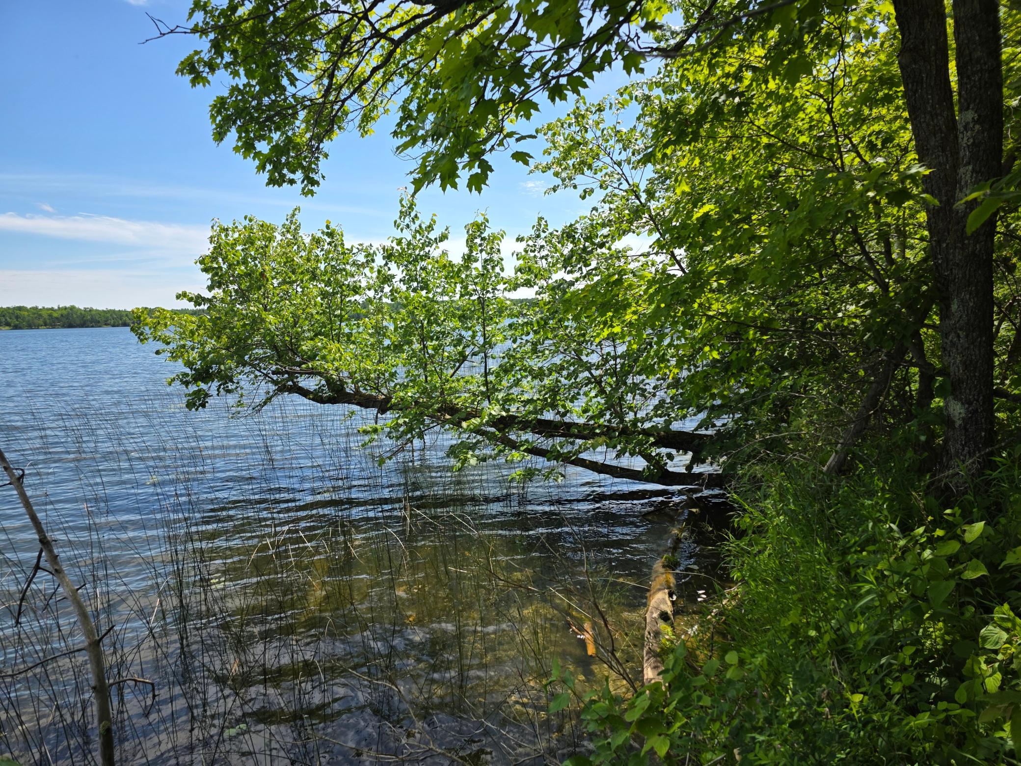 land for sale at TBD N Moose Lake Road NE in Pennington, MN (photo 5 of 19)