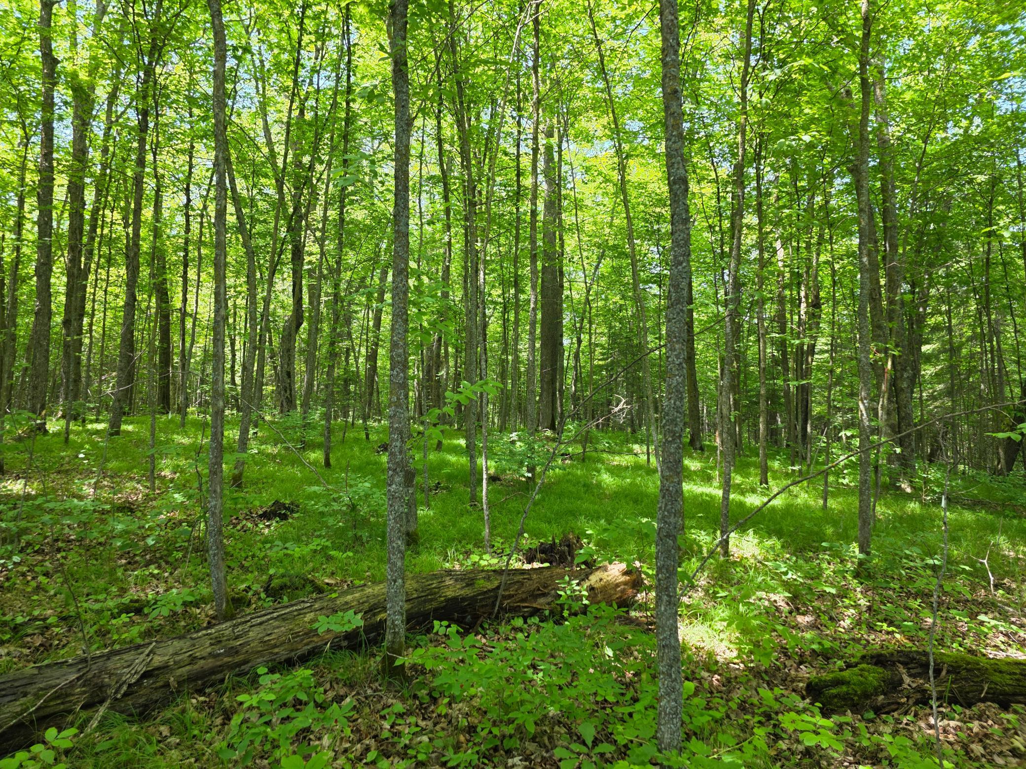 land for sale at TBD N Moose Lake Road NE in Pennington, MN (photo 6 of 19)