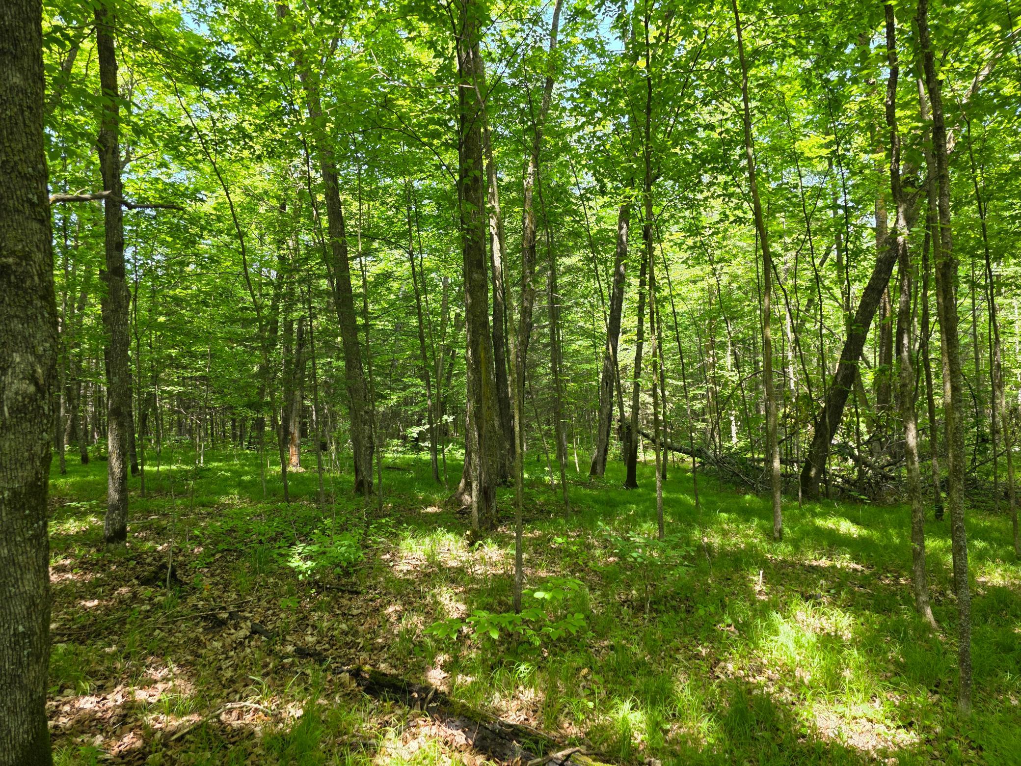 land for sale at TBD N Moose Lake Road NE in Pennington, MN (photo 7 of 19)