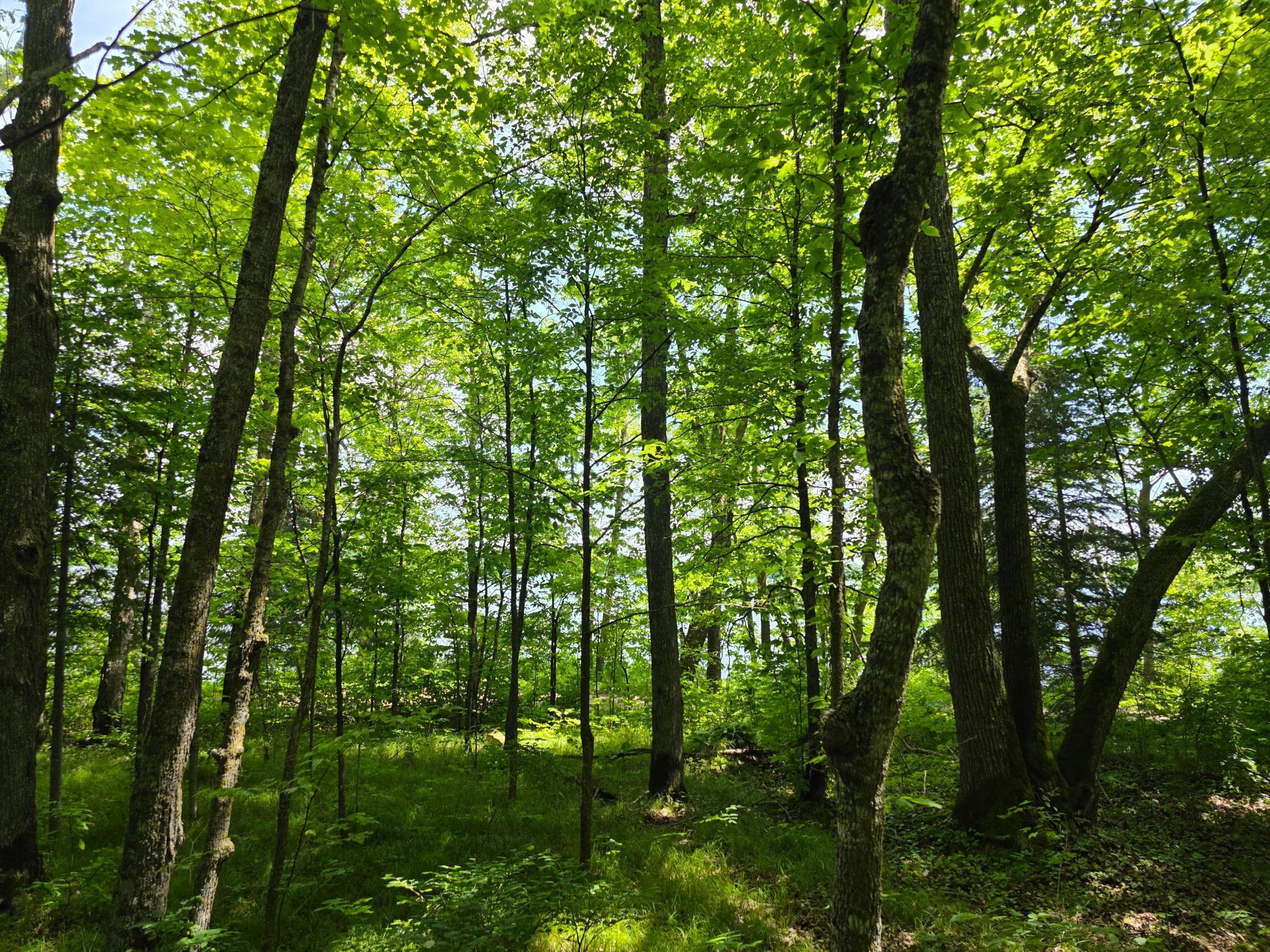 land for sale at TBD N Moose Lake Road NE in Pennington, MN (photo 8 of 19)