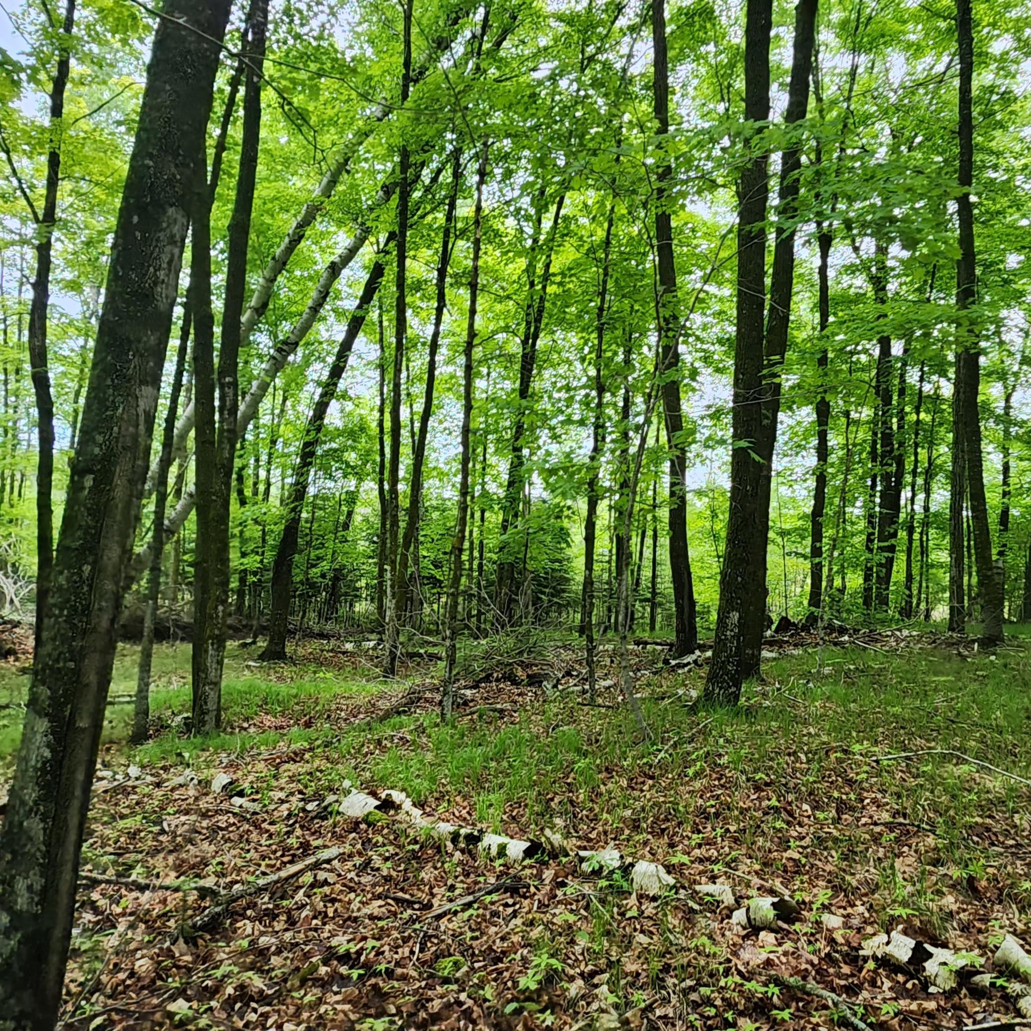 land for sale at 3157 4th Avenue NW in Longville, MN (photo 4 of 9)