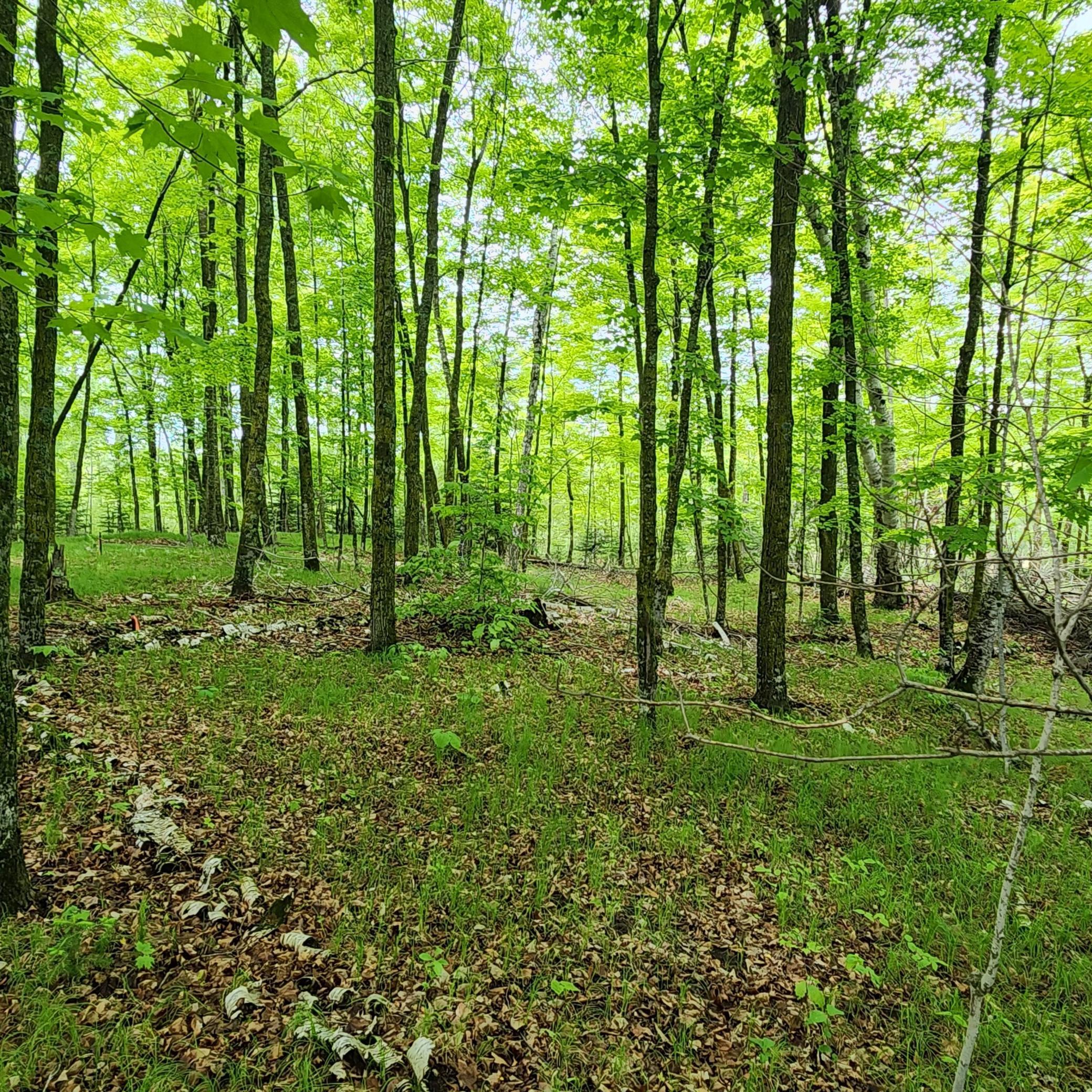 land for sale at 3157 4th Avenue NW in Longville, MN (photo 5 of 9)