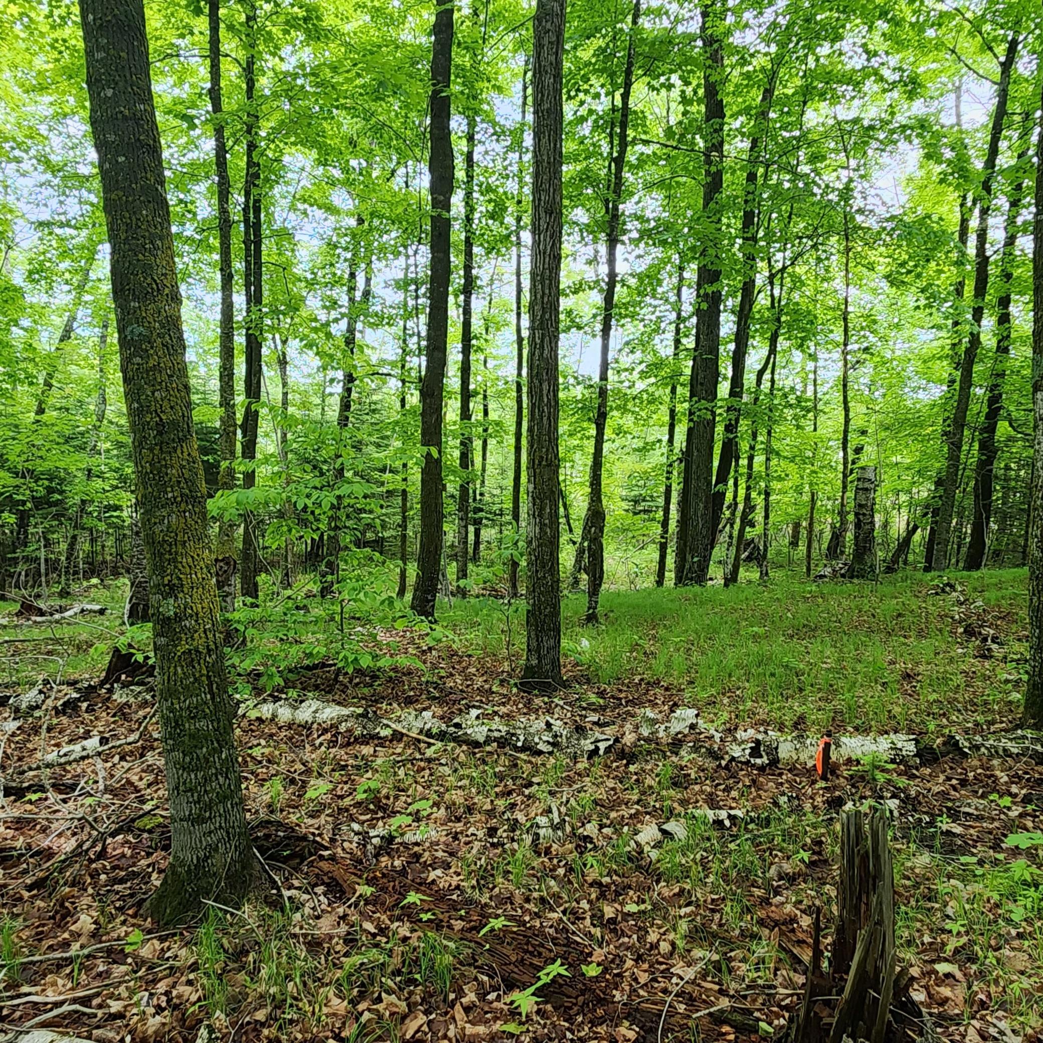 land for sale at 3157 4th Avenue NW in Longville, MN (photo 6 of 9)