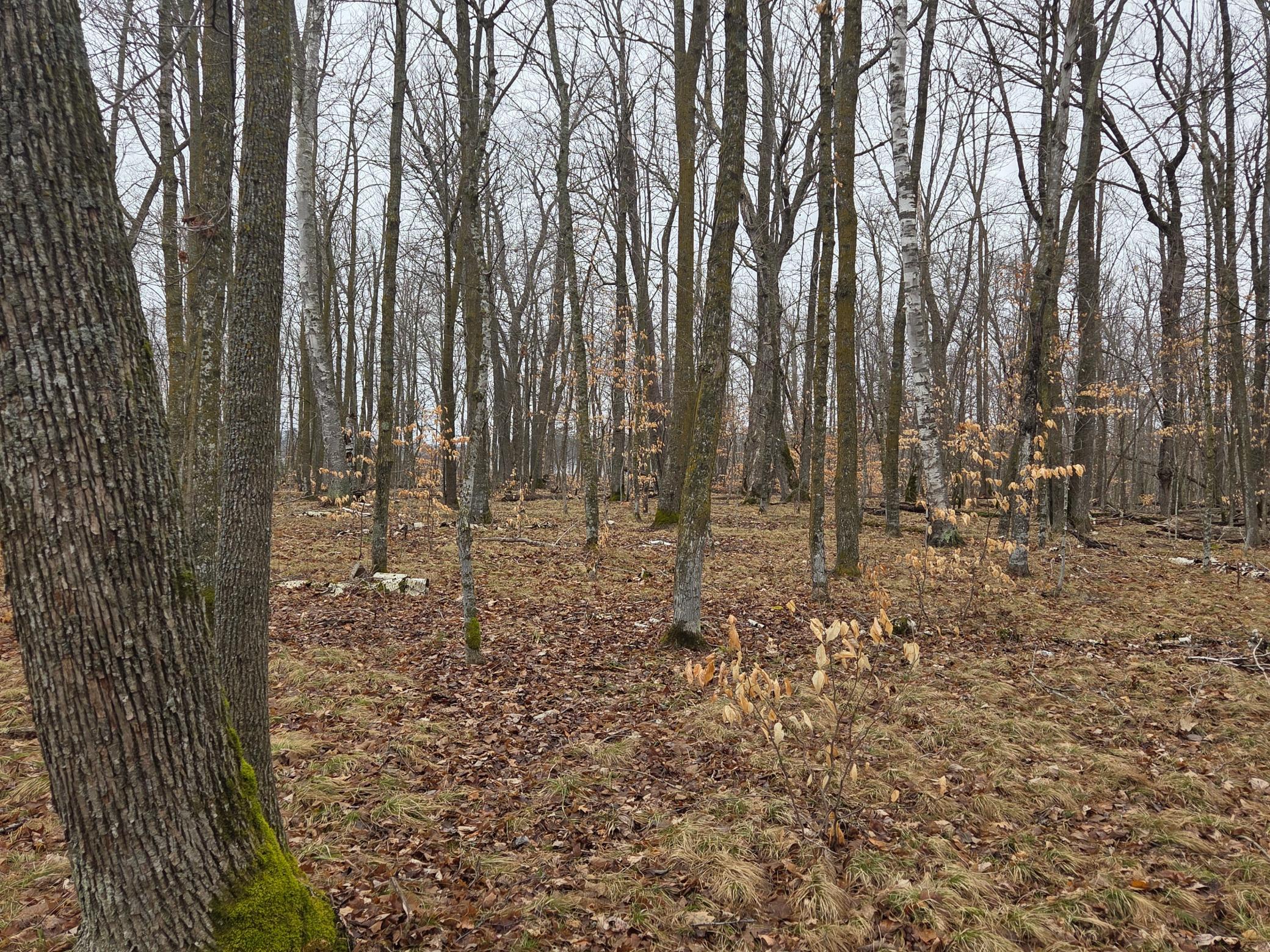 land for sale at TBD County 11 in Longville, MN (photo 2 of 14)