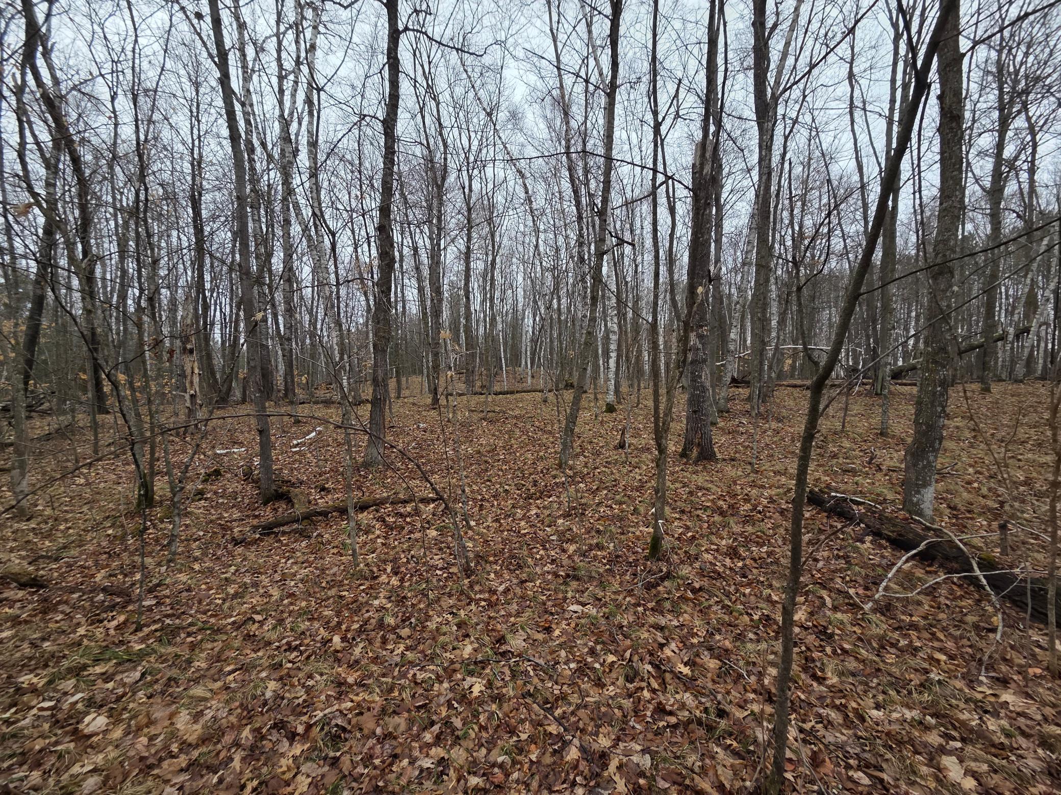land for sale at TBD County 11 in Longville, MN (photo 3 of 14)