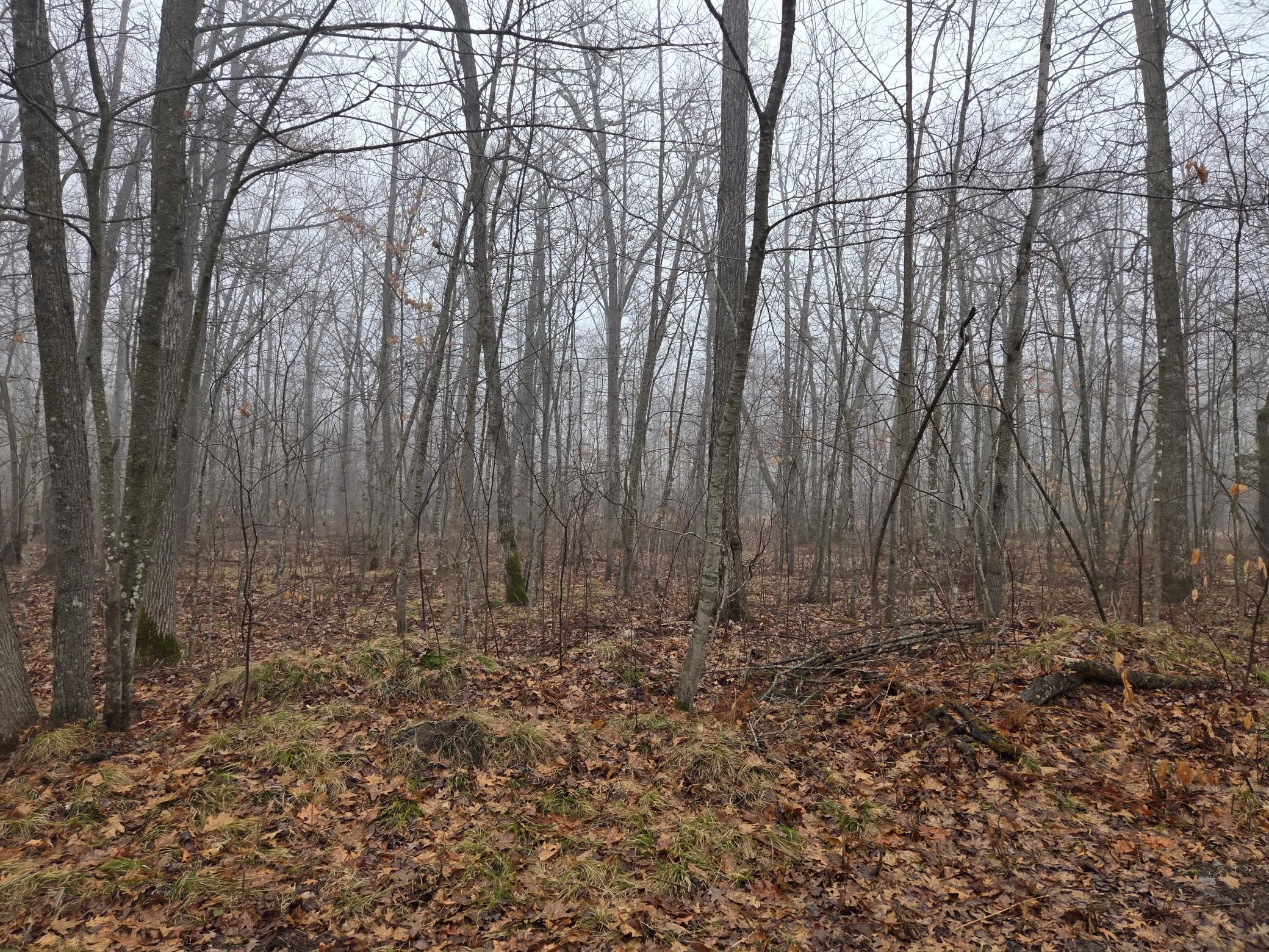 land for sale at TBD County 11 in Longville, MN (photo 7 of 14)