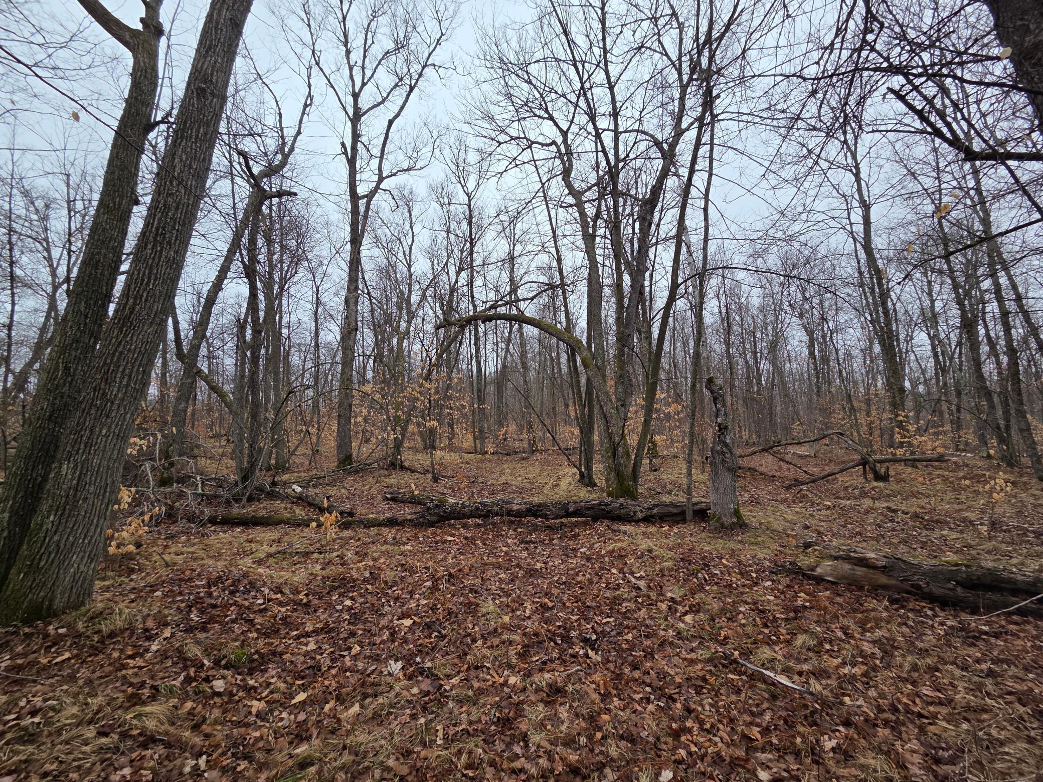land for sale at TBD County 11 in Longville, MN (photo 9 of 14)