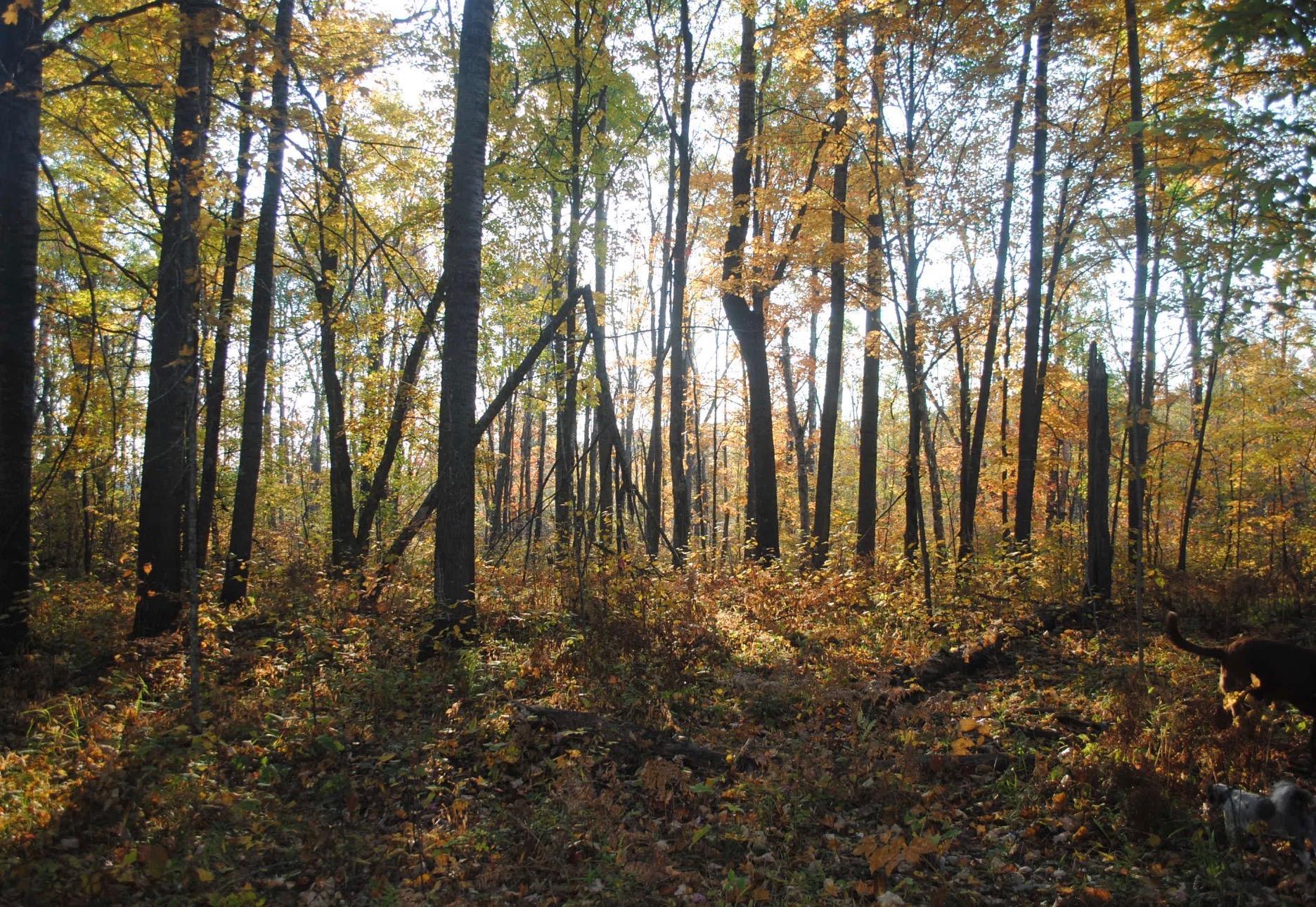 land for sale at TBD State Highway 27 in Sturgeon Lake, MN (photo 11 of 25)