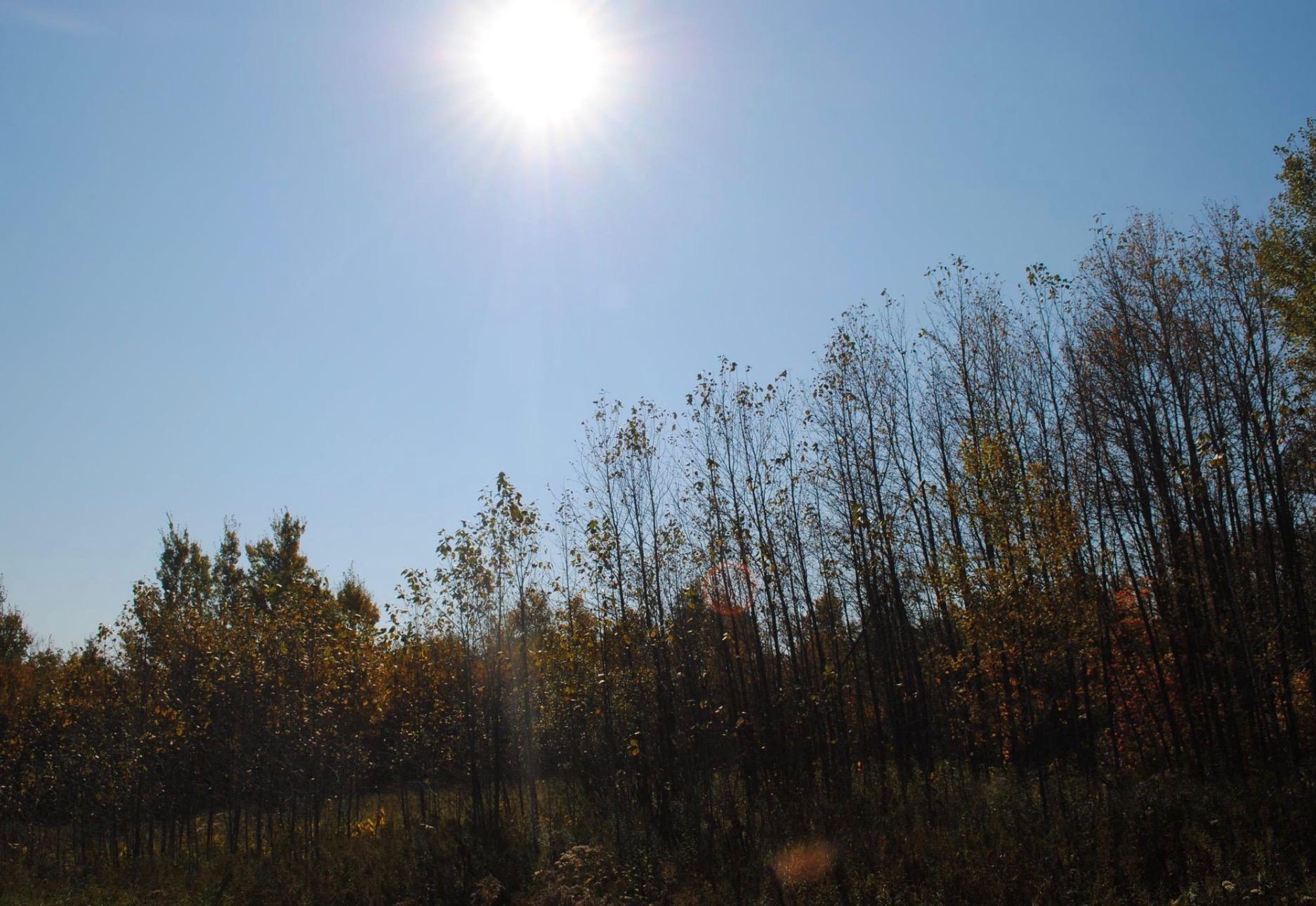 land for sale at TBD State Highway 27 in Sturgeon Lake, MN (photo 14 of 25)