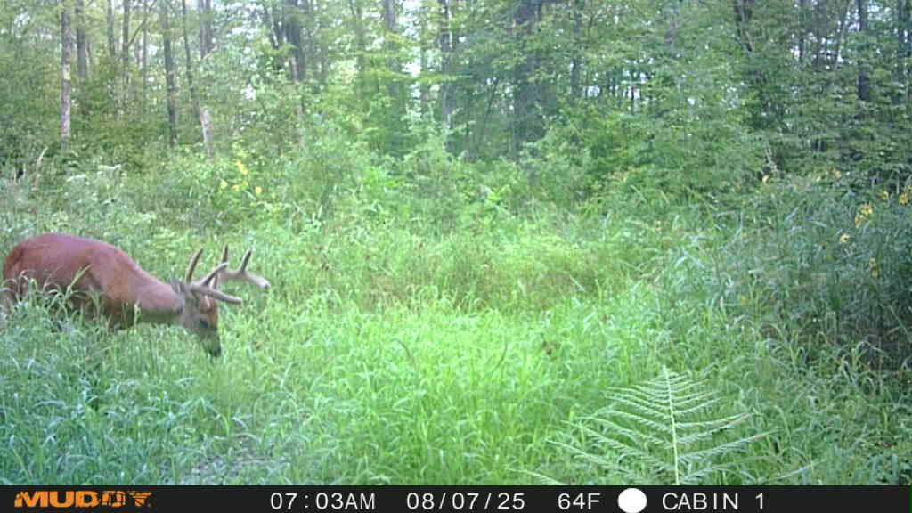 land for sale at TBD State Highway 27 in Sturgeon Lake, MN (photo 7 of 25)