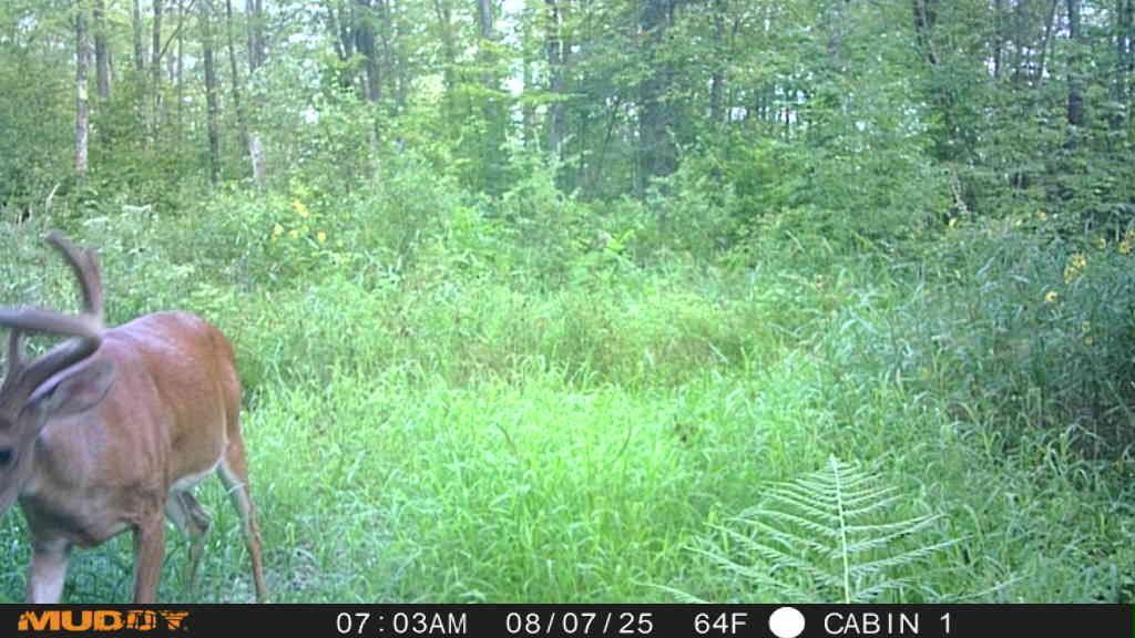 land for sale at TBD State Highway 27 in Sturgeon Lake, MN (photo 8 of 25)