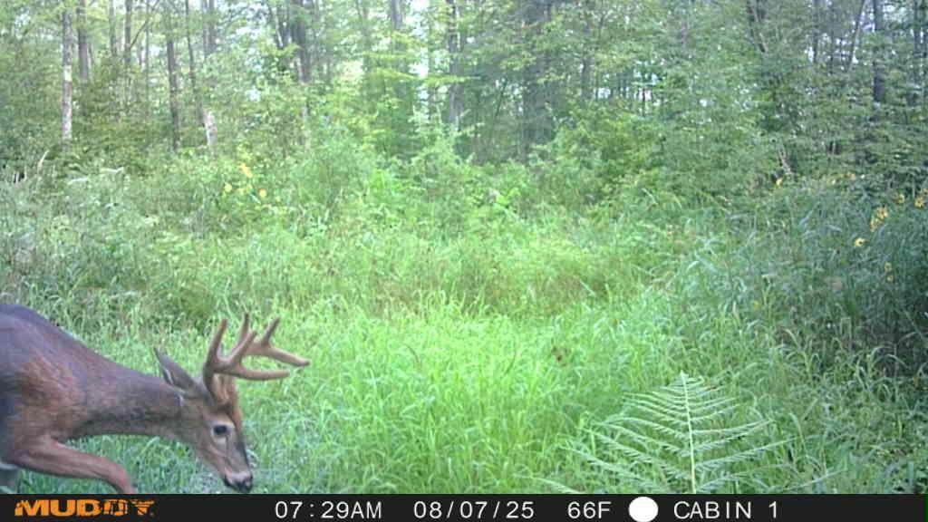 land for sale at TBD State Highway 27 in Sturgeon Lake, MN (photo 9 of 25)