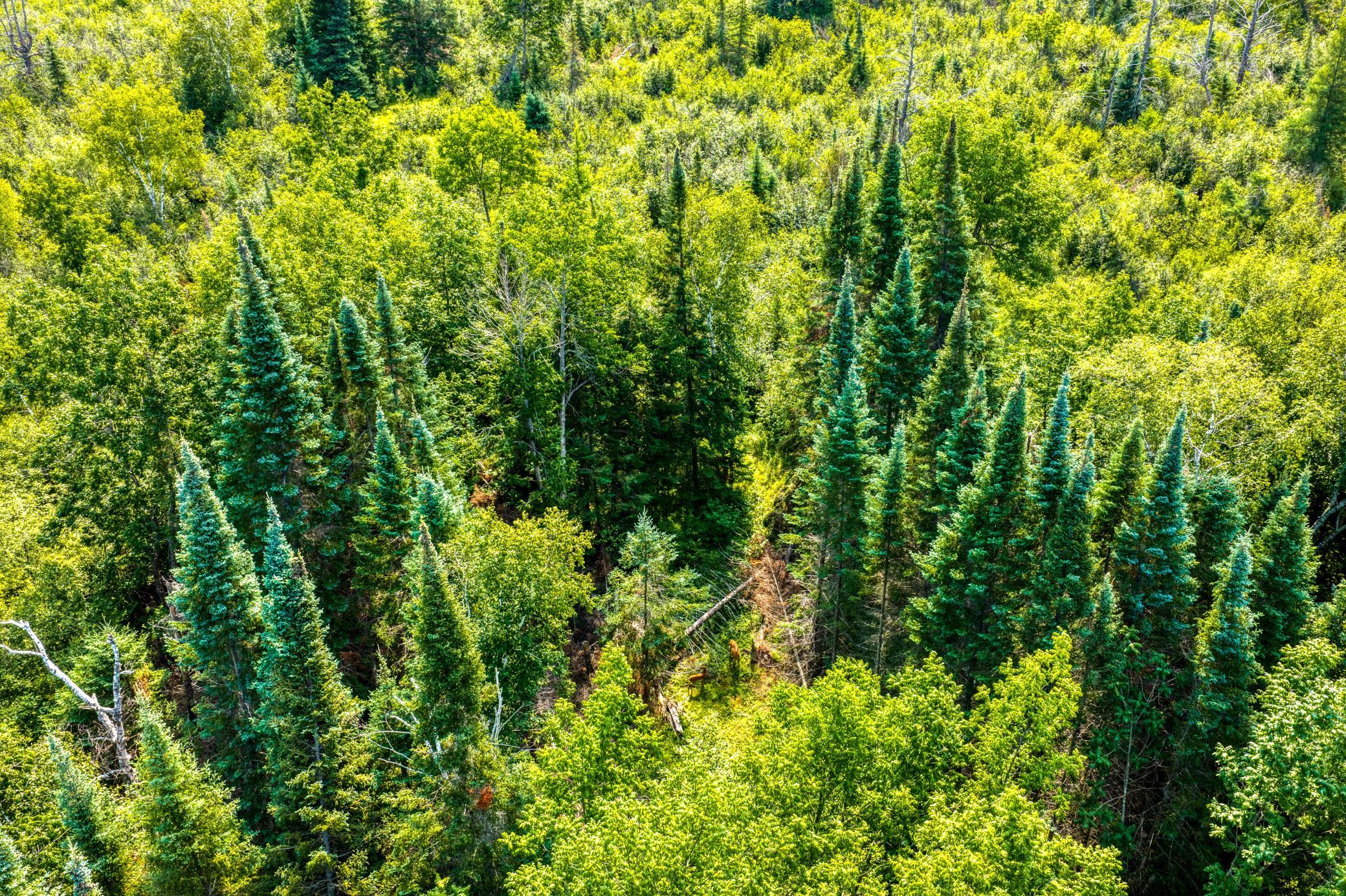 land for sale at TBD Irvine Avenue in Bemidji, MN (photo 5 of 19)