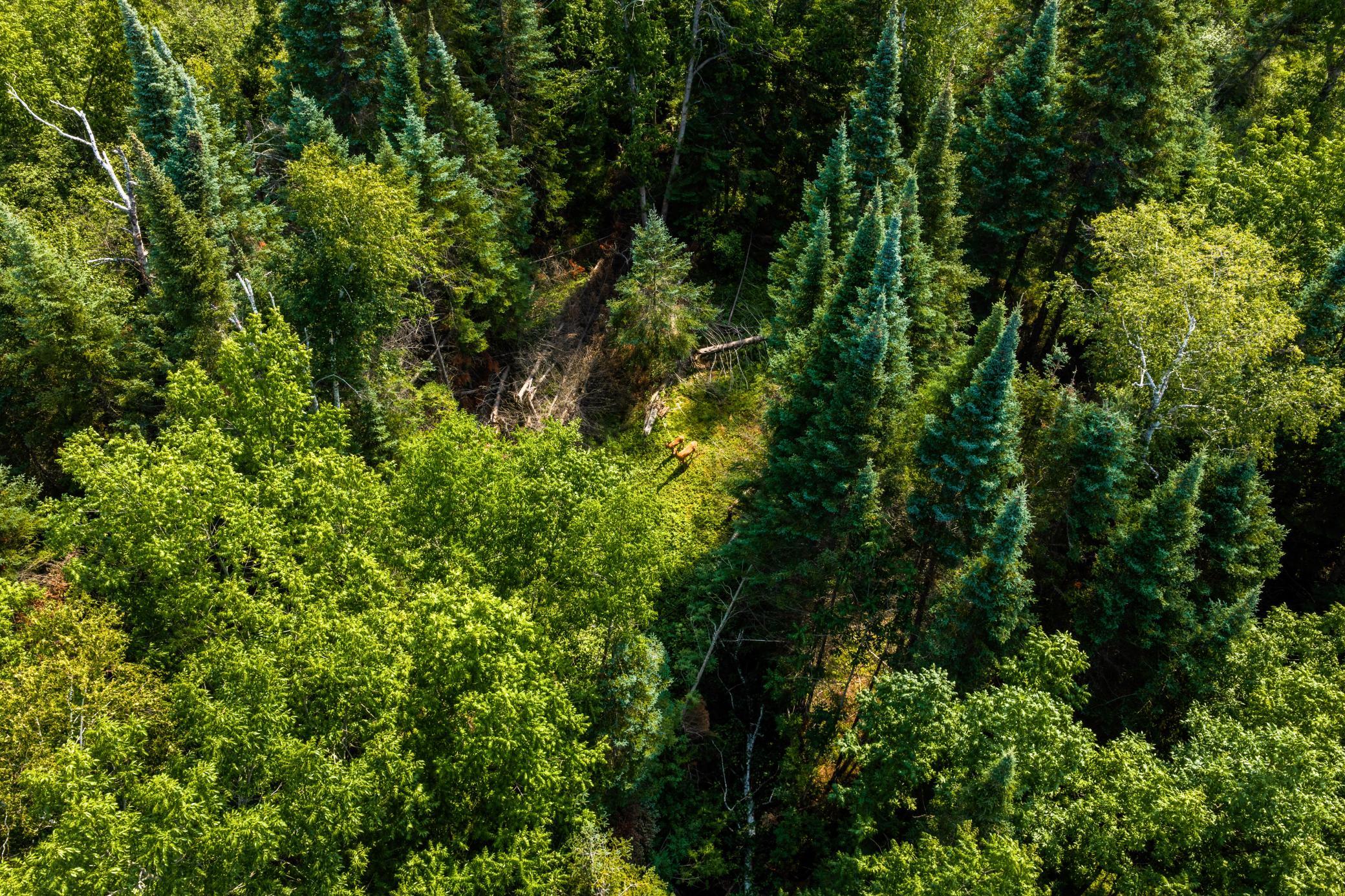land for sale at TBD Irvine Avenue in Bemidji, MN (photo 7 of 19)