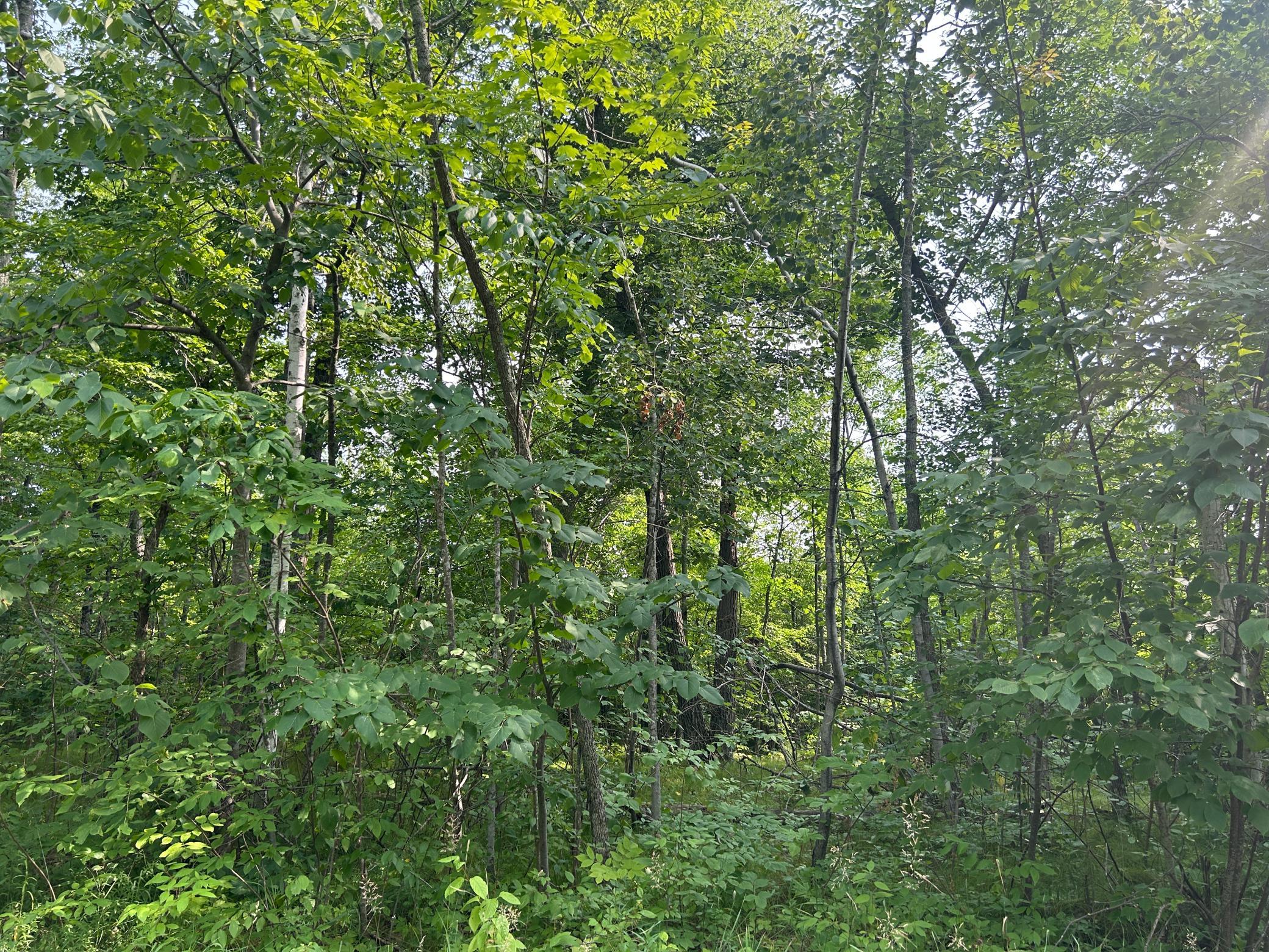 land for sale at TBD Central Street in Garrison, MN (photo 2 of 6)