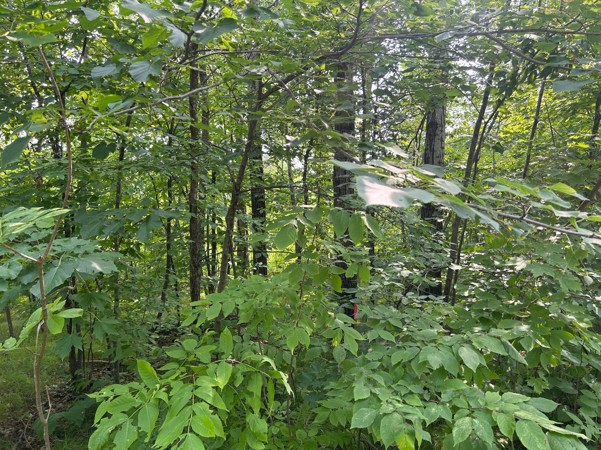 land for sale at TBD Central Street in Garrison, MN (photo 3 of 6)
