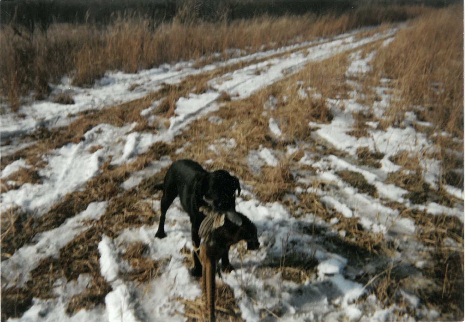 land for sale at TBD 47th St SE 123rd Ave SE and 124th Ave SE in Fingal, ND (photo 36 of 49)