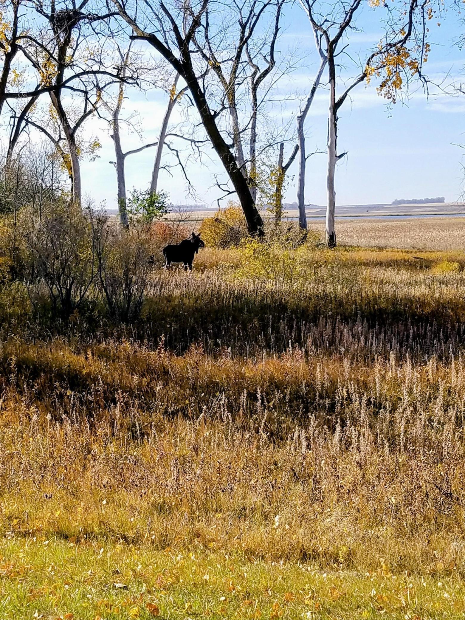 land for sale at TBD 47th St SE 123rd Ave SE and 124th Ave SE in Fingal, ND (photo 39 of 49)