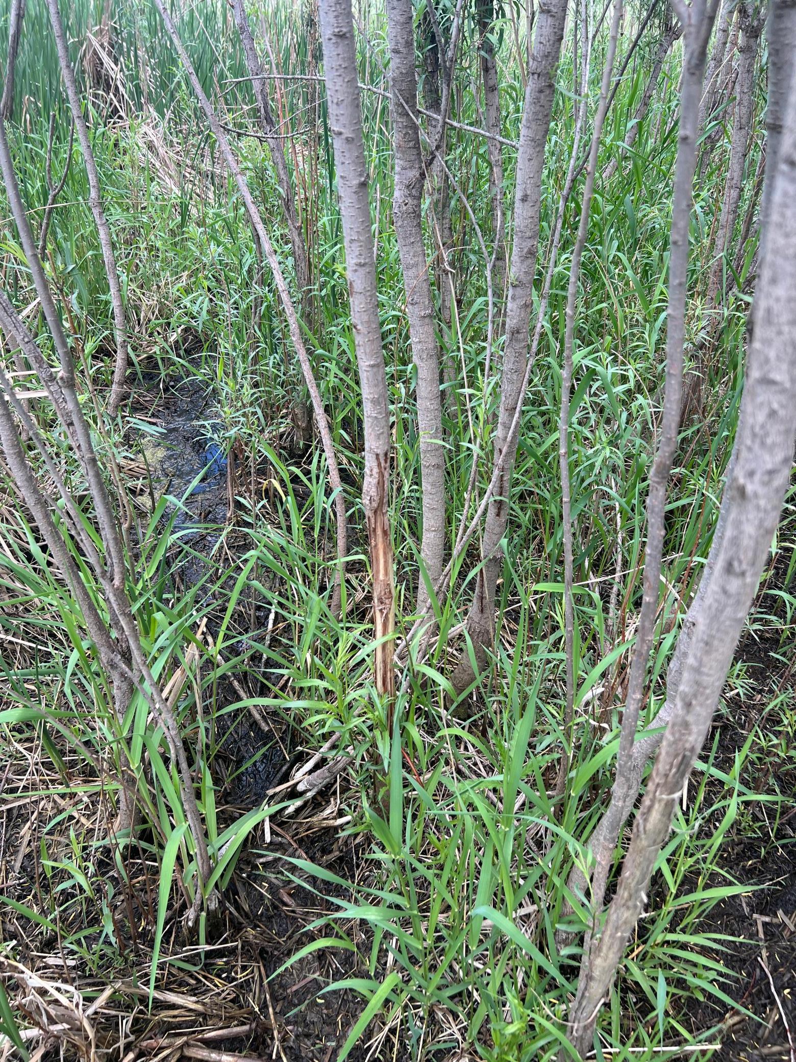 land for sale at TBD 47th St SE 123rd Ave SE and 124th Ave SE in Fingal, ND (photo 41 of 49)