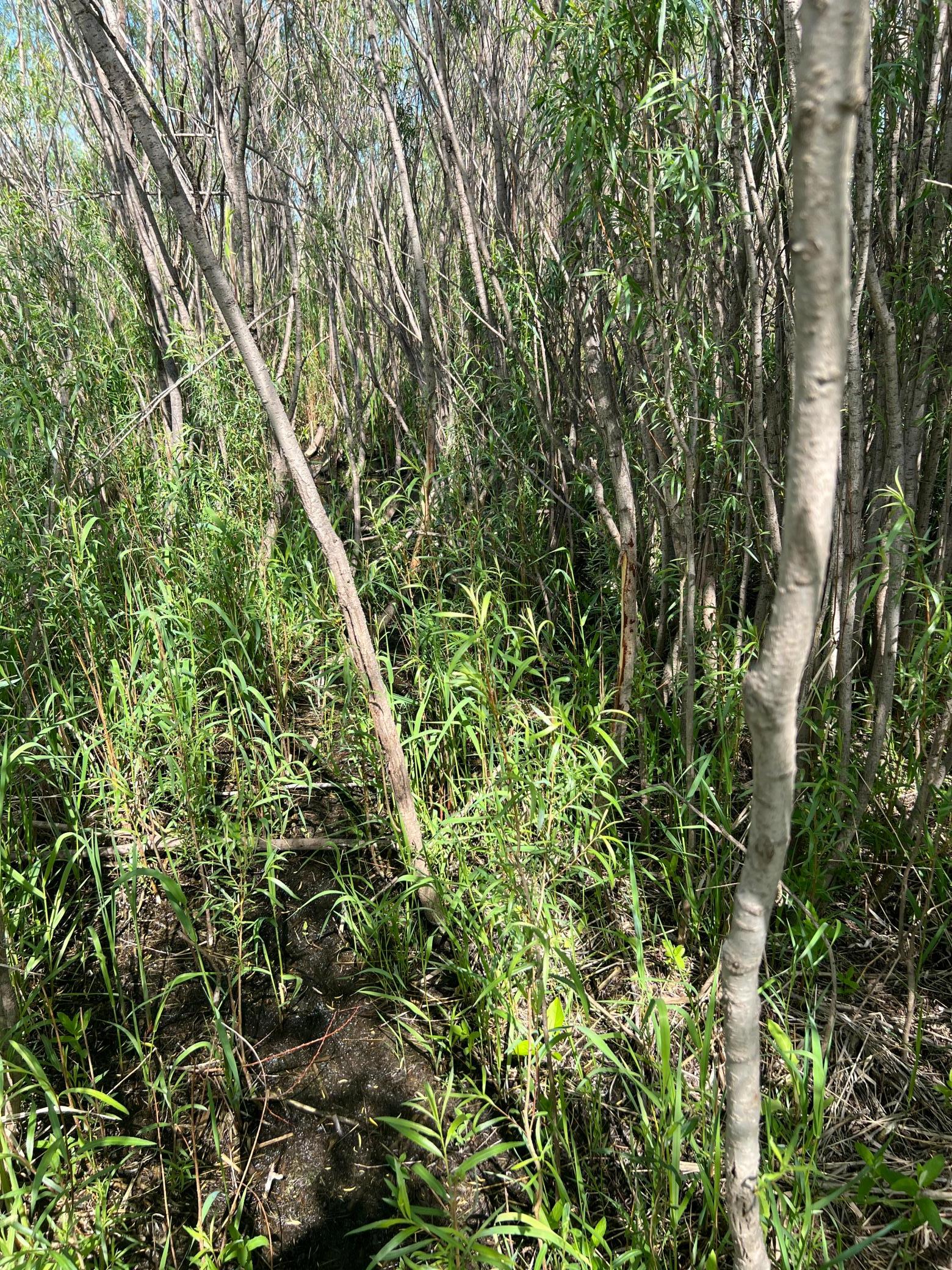 land for sale at TBD 47th St SE 123rd Ave SE and 124th Ave SE in Fingal, ND (photo 42 of 49)