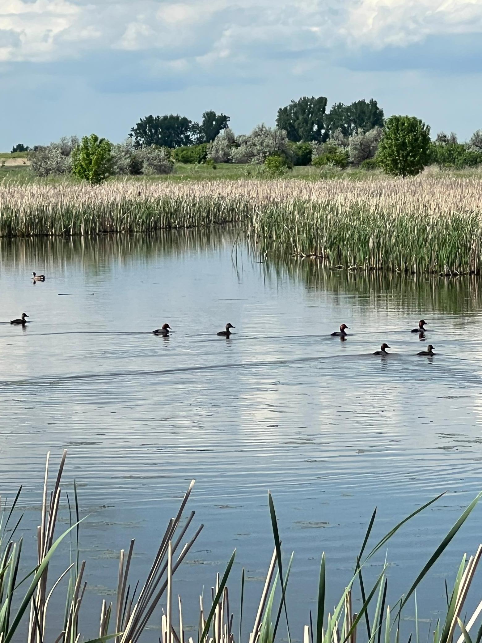 land for sale at TBD 47th St SE 123rd Ave SE and 124th Ave SE in Fingal, ND (photo 43 of 49)