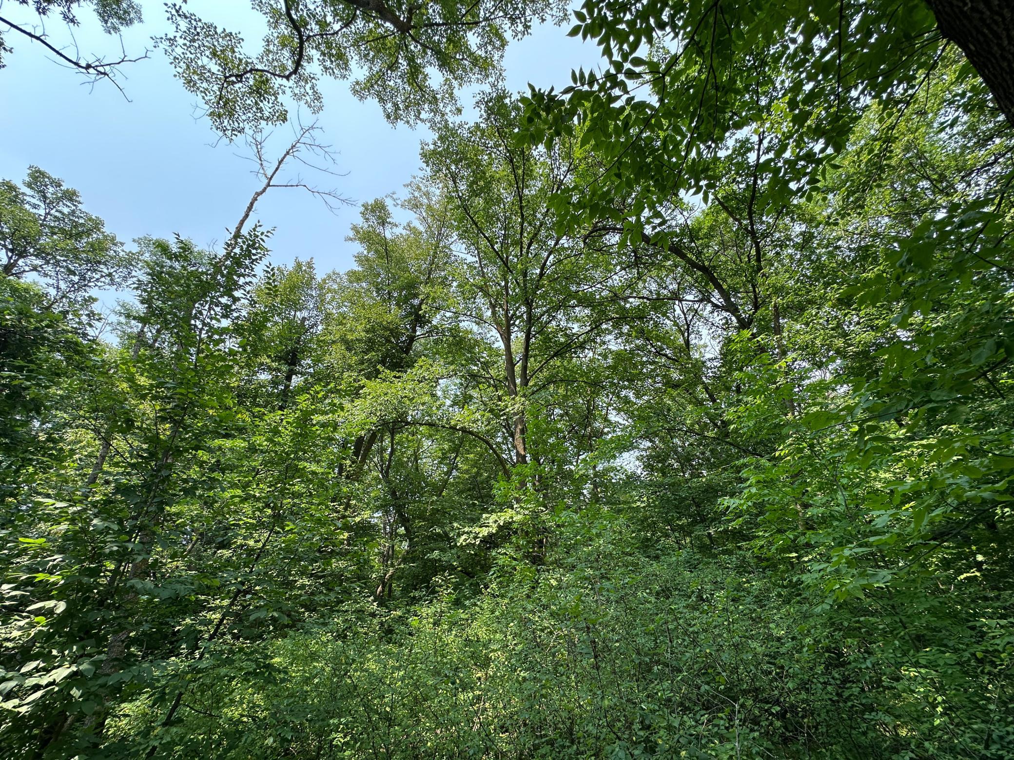 land for sale at TBD Frazee Road in Frazee, MN (photo 15 of 27)