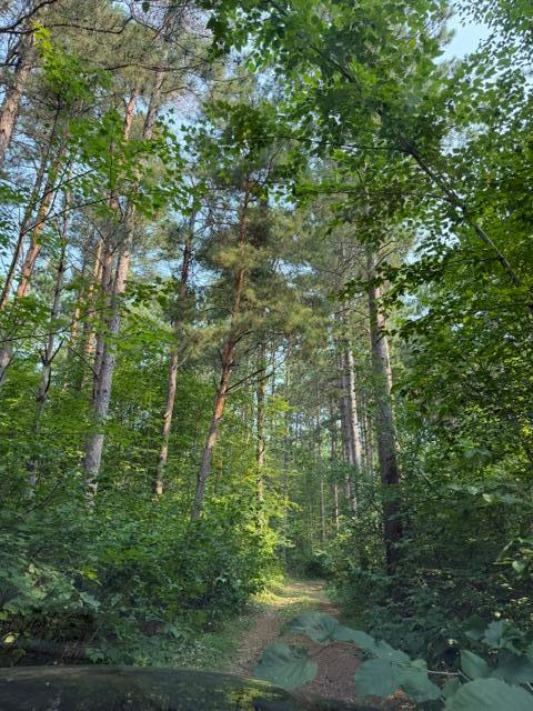land for sale at TBD County Road 116 in Merrifield, MN (photo 13 of 17)