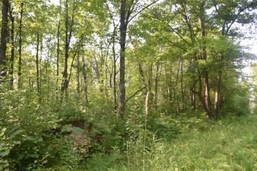 land for sale at 15690 330th Street in McGregor, MN (photo 14 of 21)