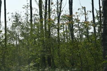 land for sale at 15690 330th Street in McGregor, MN (photo 16 of 21)