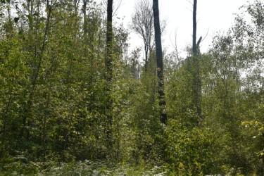 land for sale at 15690 330th Street in McGregor, MN (photo 18 of 21)