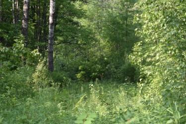 land for sale at 15690 330th Street in McGregor, MN (photo 3 of 21)