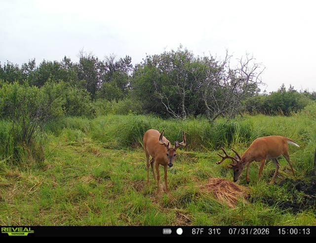 land for sale at TBD 580th Street in Deer Creek, MN (photo 13 of 31)