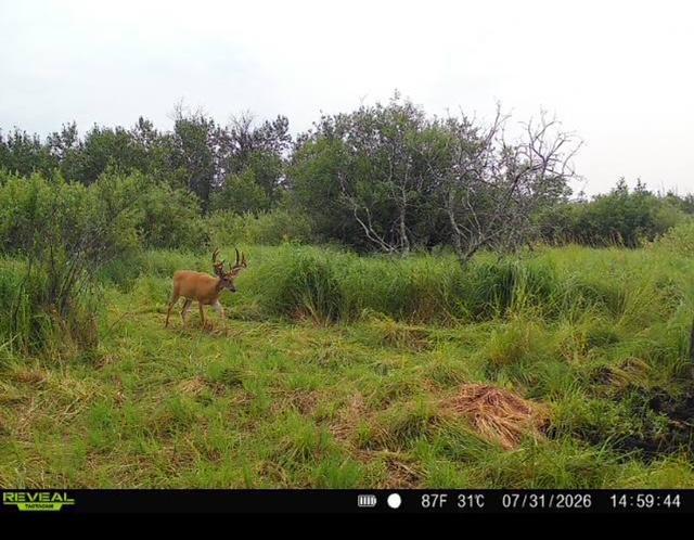 land for sale at TBD 580th Street in Deer Creek, MN (photo 9 of 31)