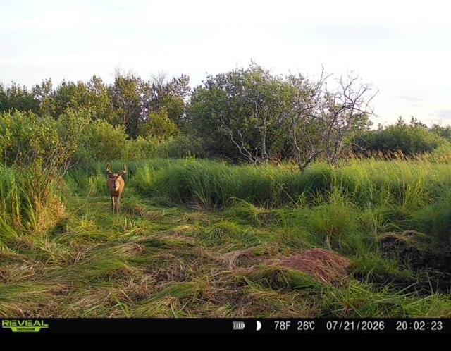land for sale at TBD 580th Street in Deer Creek, MN (photo 10 of 31)