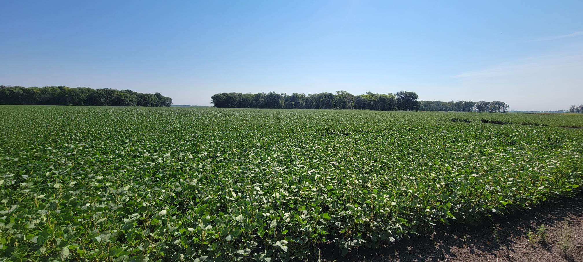 land for sale at 0 rural in Oslo, MN (photo 3 of 6)