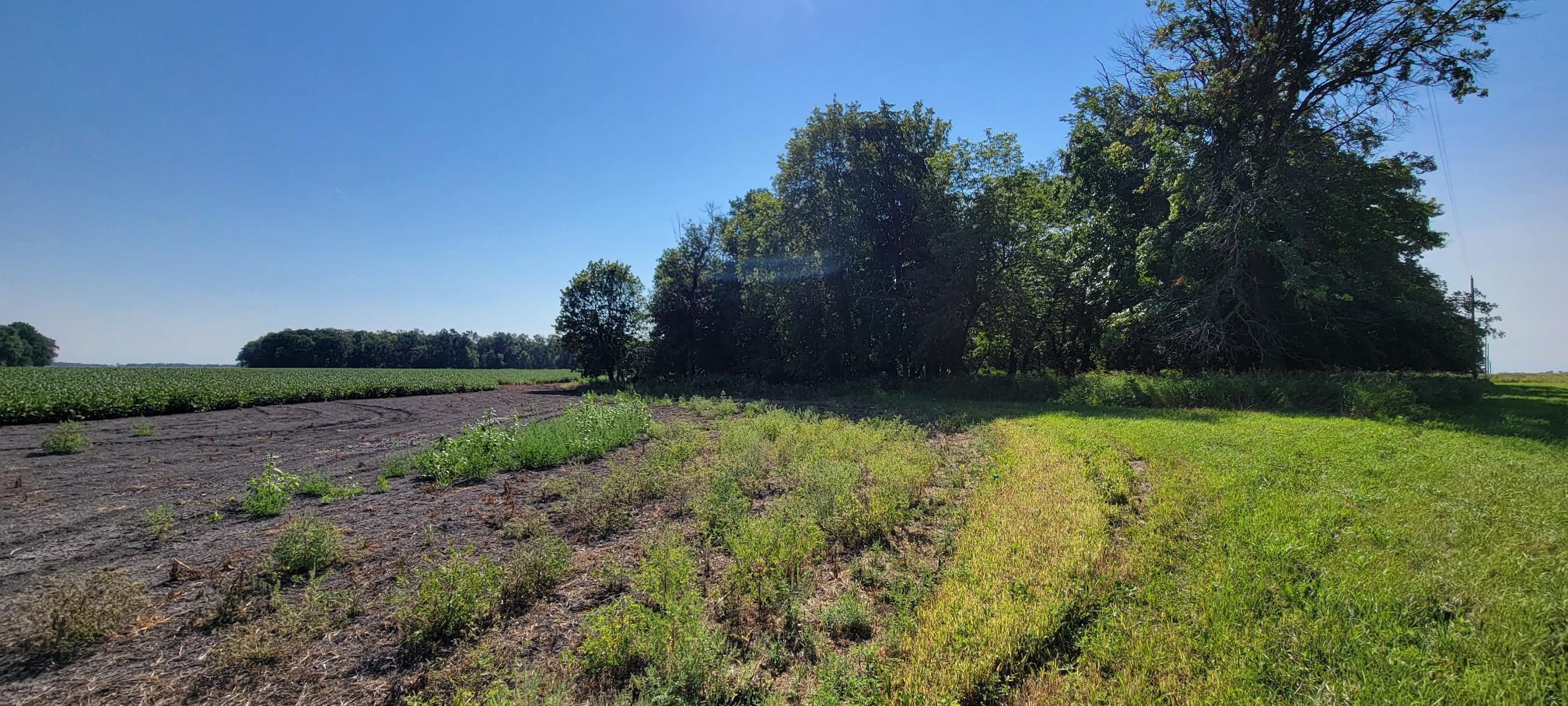 land for sale at 0 rural in Oslo, MN (photo 4 of 6)
