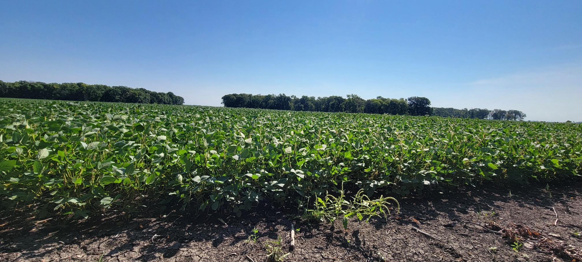 land for sale at 0 rural in Oslo, MN (photo 5 of 6)