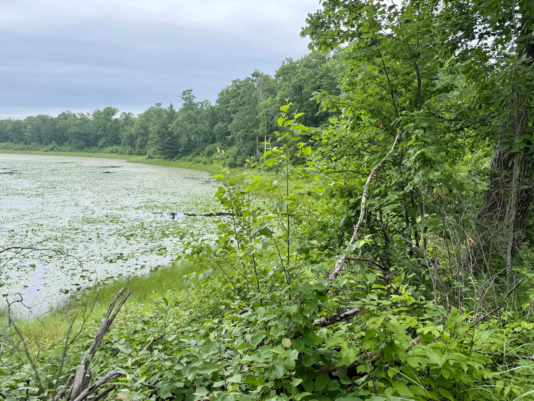 land for sale at xxxx State Highway 84 in Longville, MN