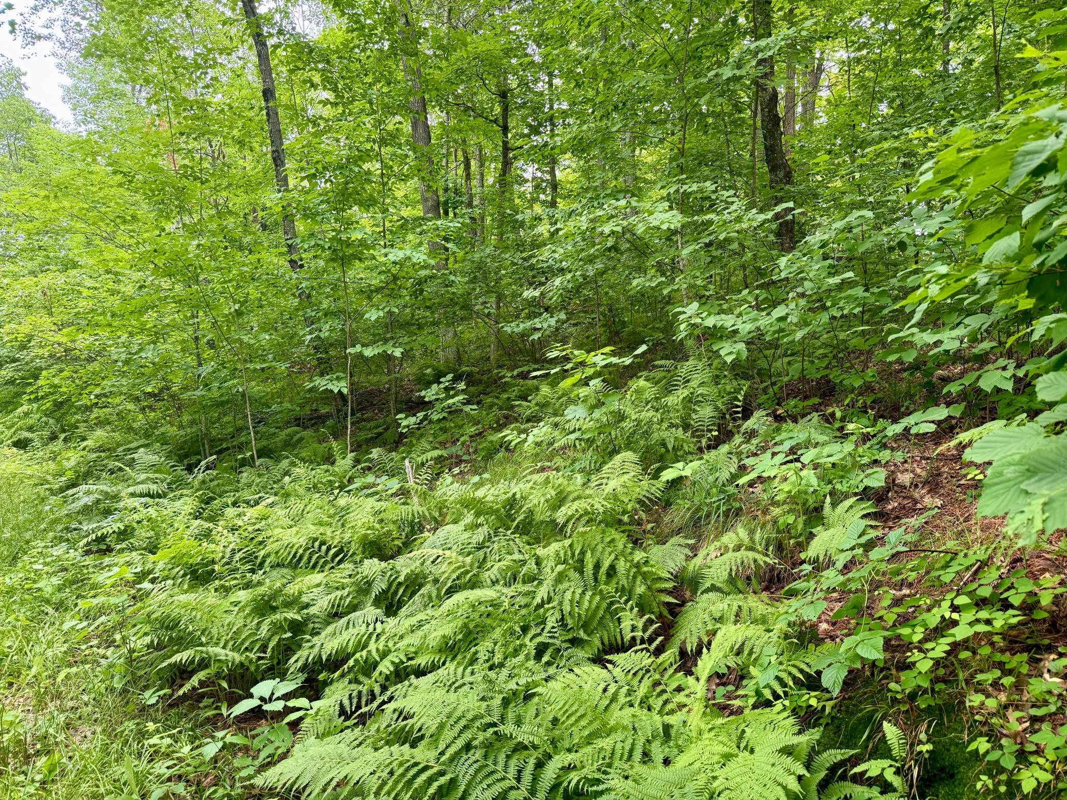 land for sale at xxxx State Highway 84 in Longville, MN (photo 11 of 17)