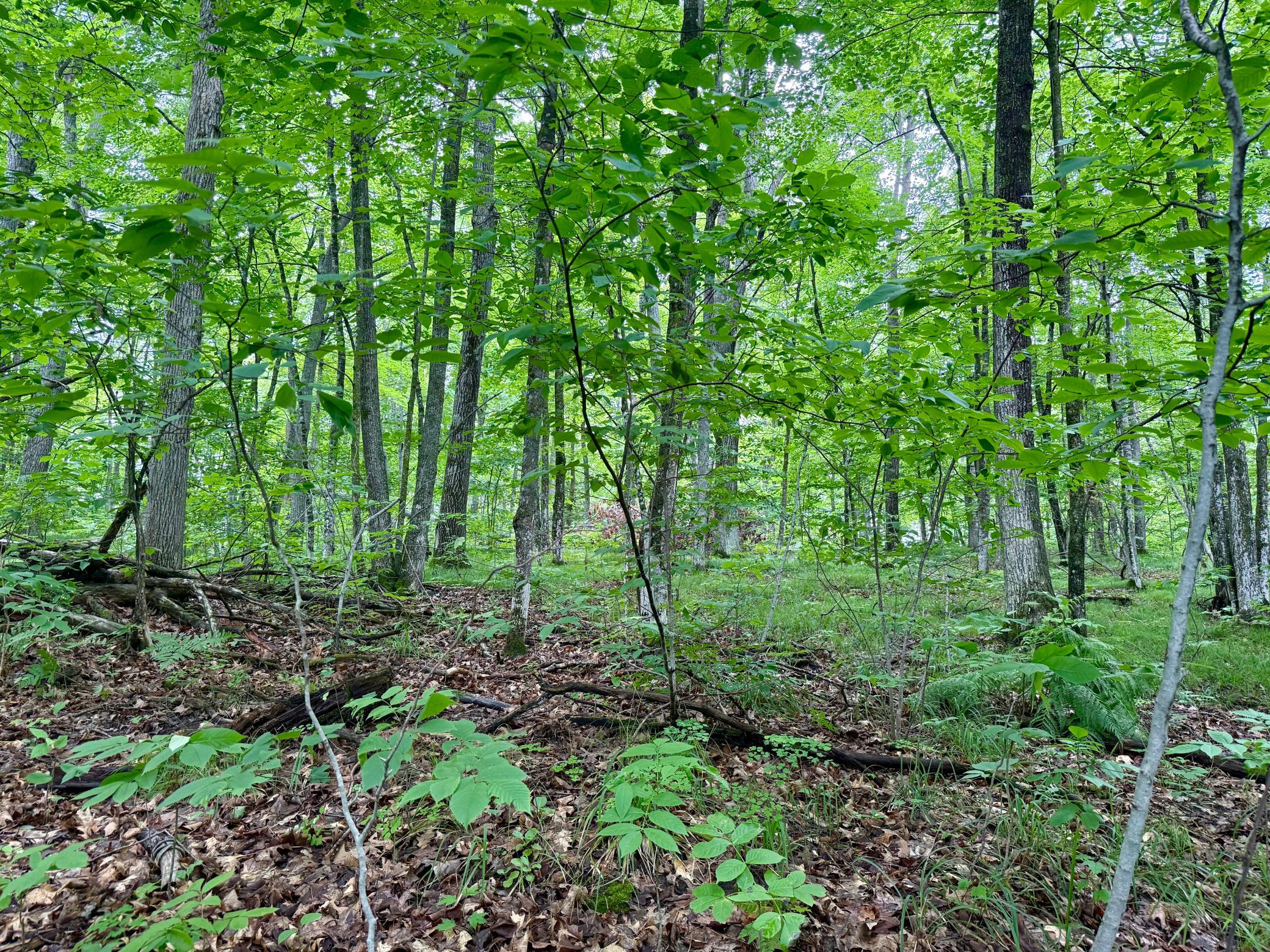 land for sale at xxxx State Highway 84 in Longville, MN (photo 12 of 17)